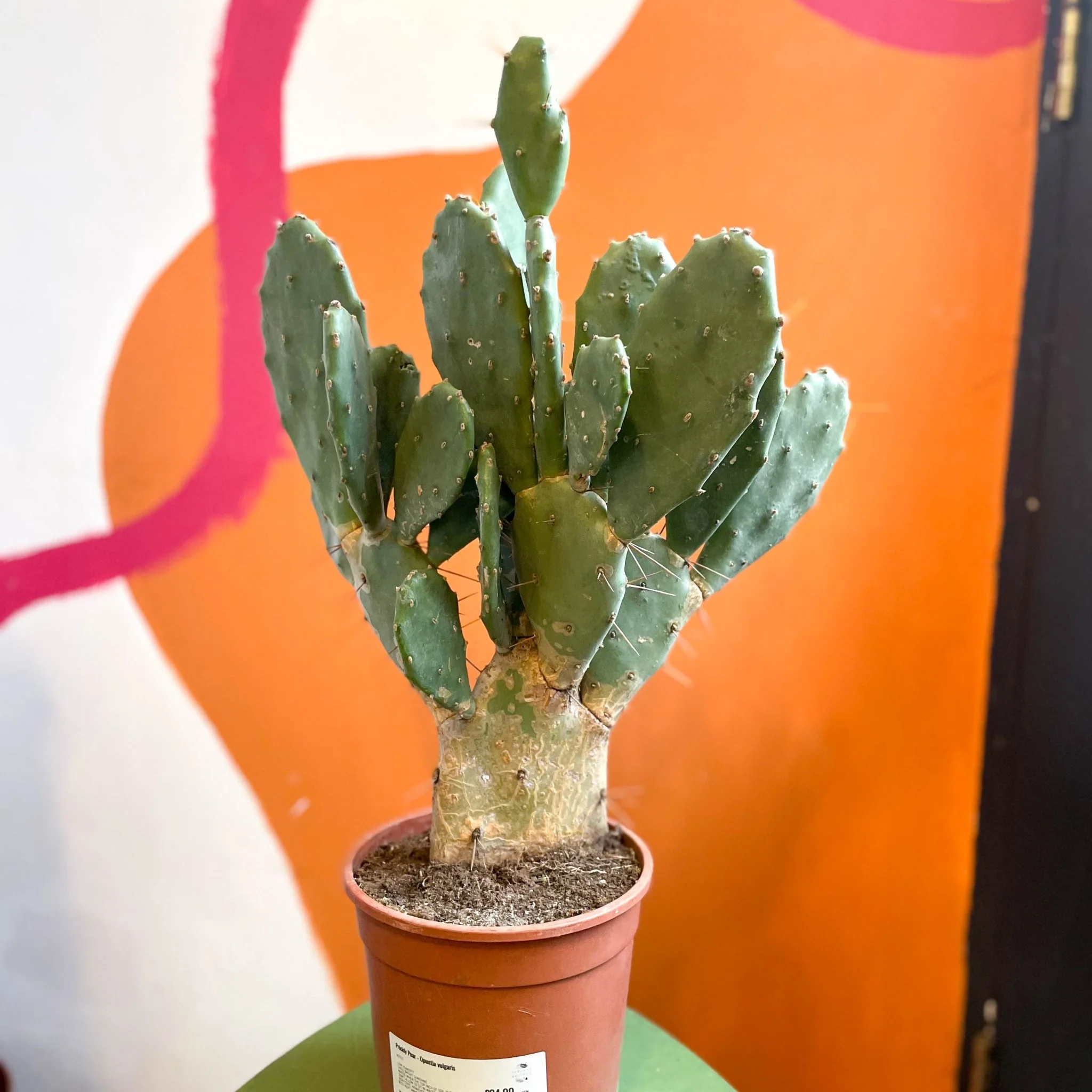 Prickly Pear - Opuntia vulgaris - Image 3