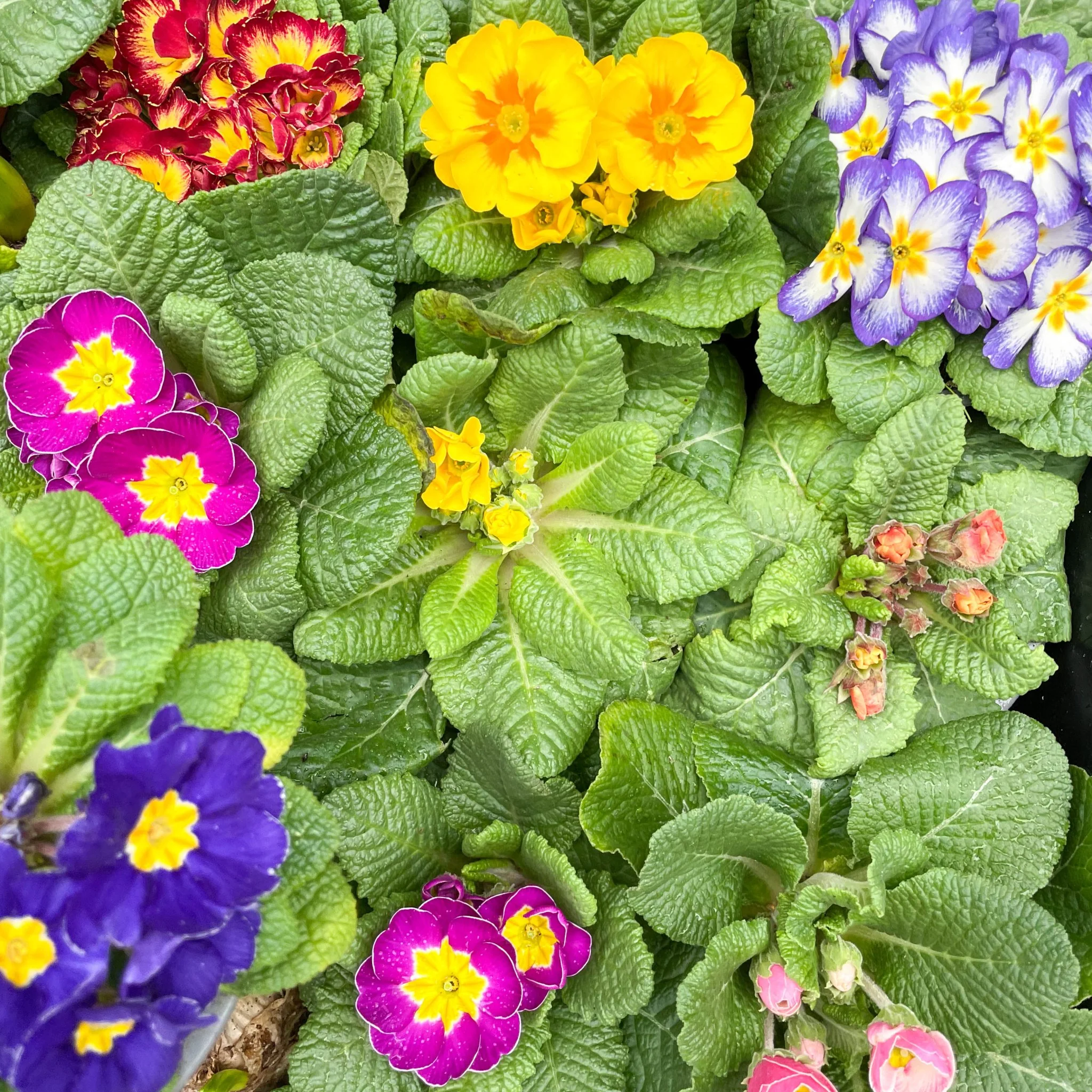 Primula vulgaris 'Husky' - English Primrose Lucky Dip Colour [British Grown]