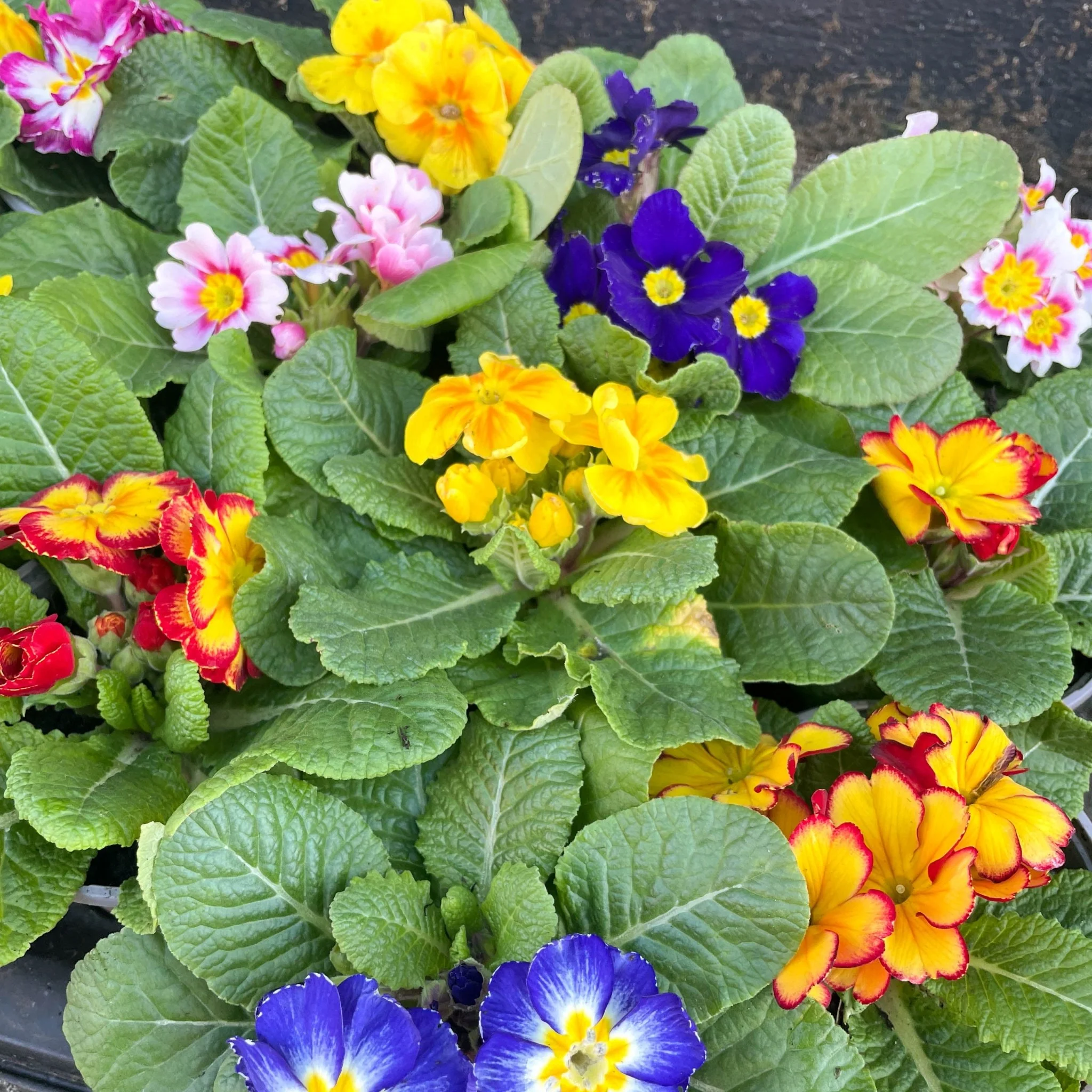 Primula vulgaris - English Primrose Lucky Dip Colour [British Grown] - Image 3