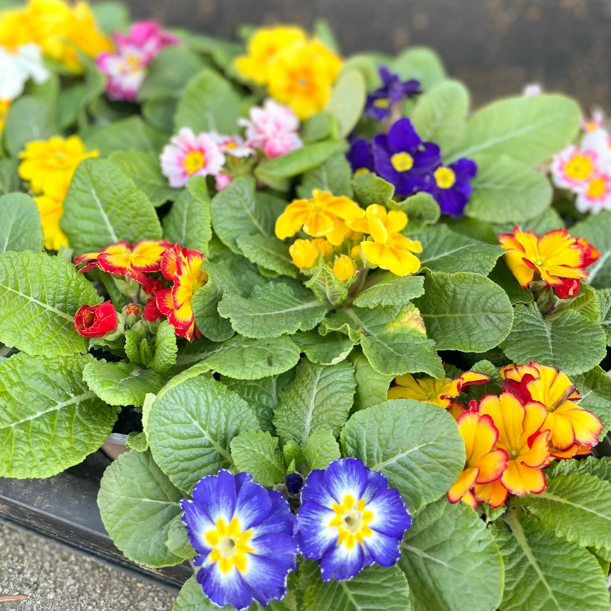 Primula vulgaris - English Primrose Lucky Dip Colour [British Grown] - Image 4