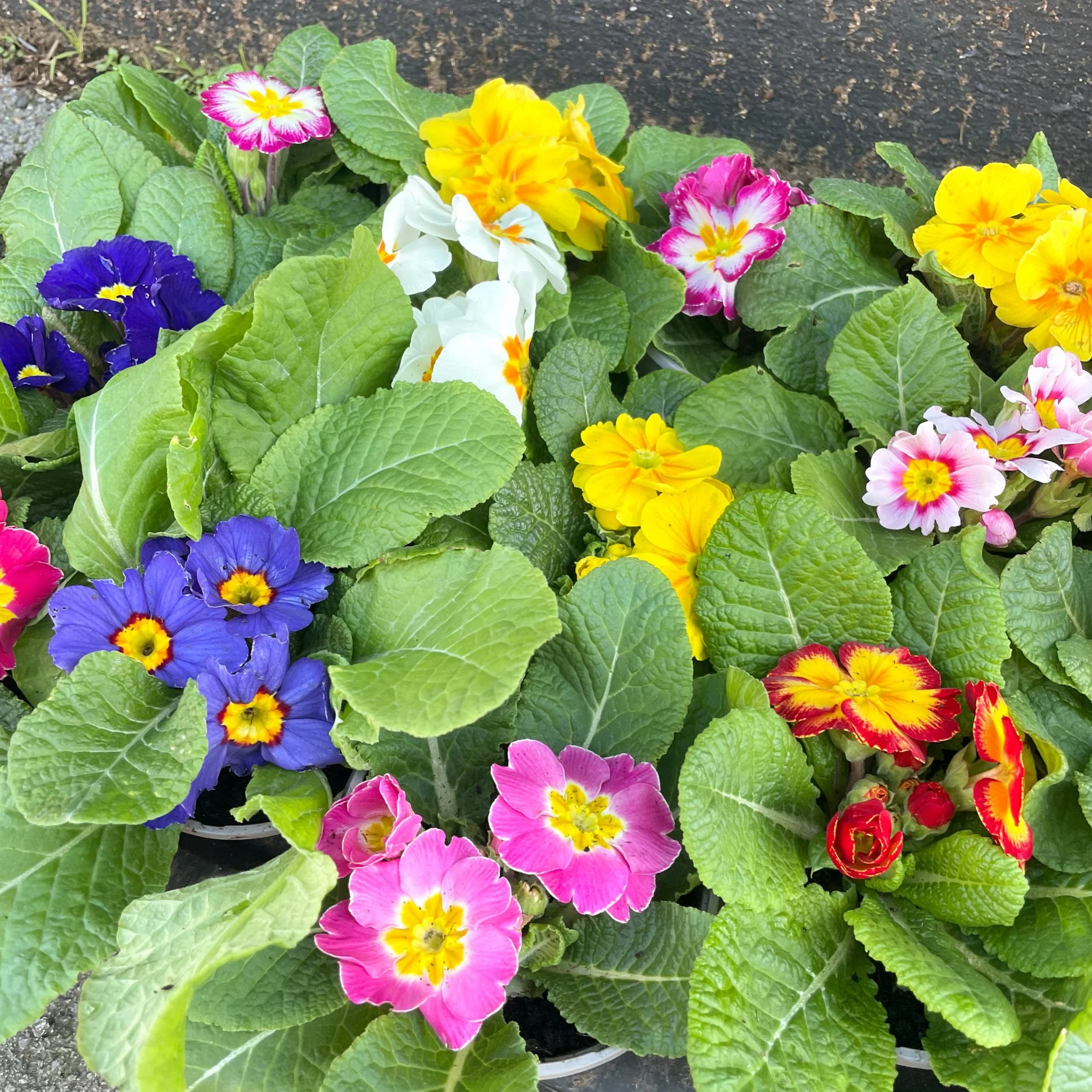 Primula vulgaris - English Primrose Lucky Dip Colour [British Grown] - Image 5