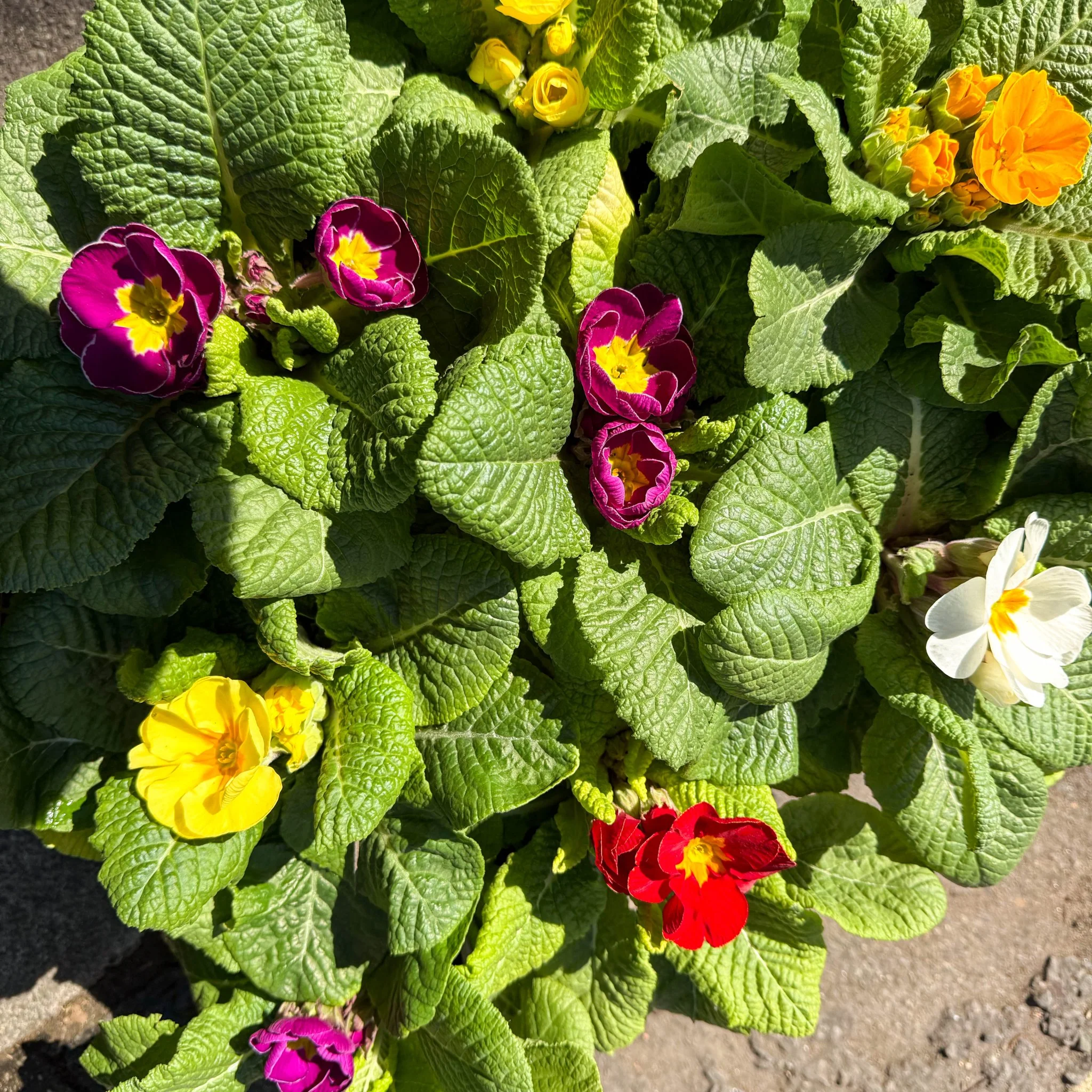 Primula acaulis ‘Eclipse Rose’ - English Primrose
