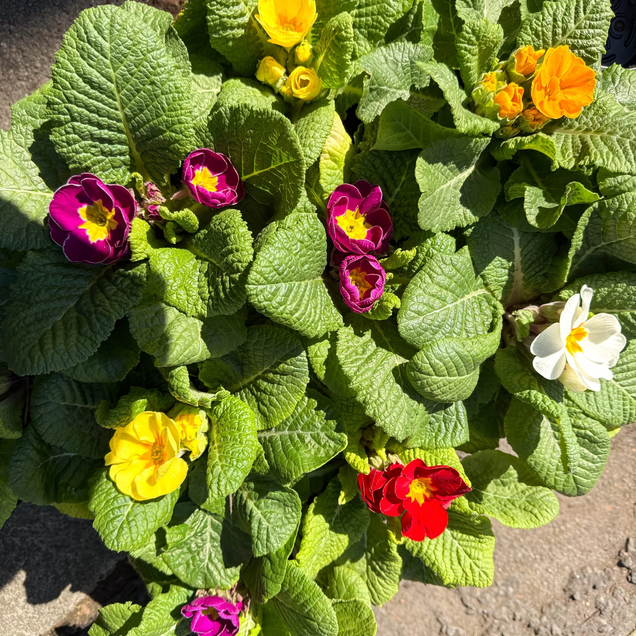 Primula acaulis ‘Eclipse Rose’ - English Primrose - Image 2