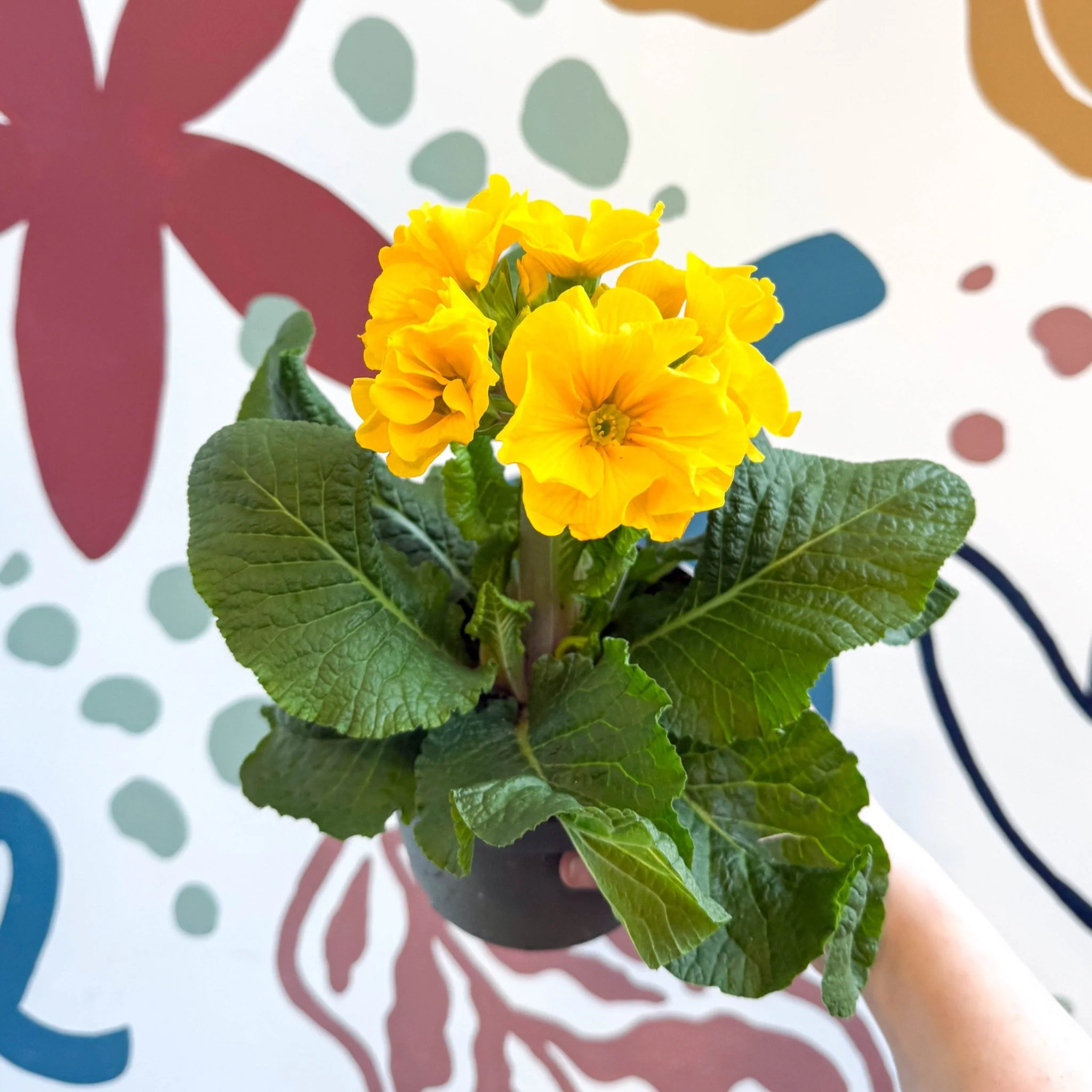 Primula elatior - Yellow Oxlip