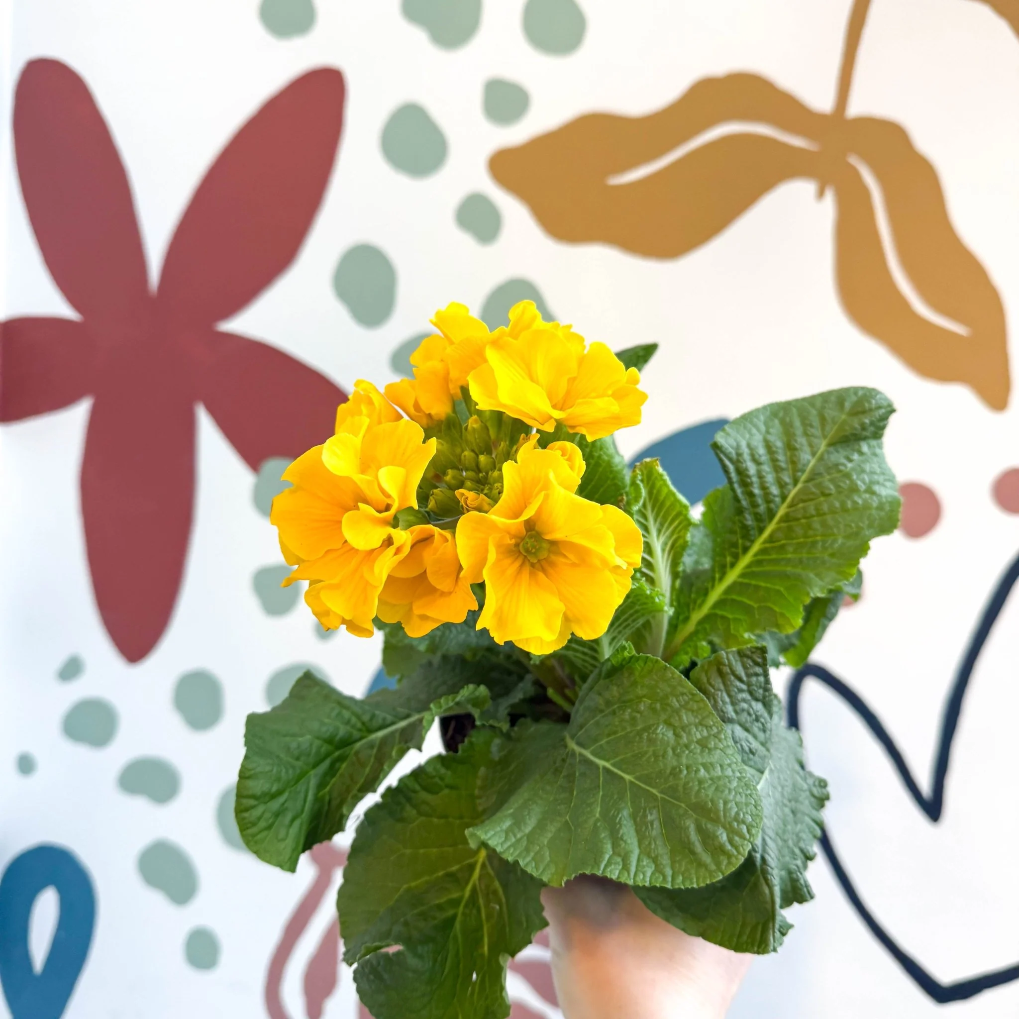 Primula elatior - Yellow Oxlip - Image 8