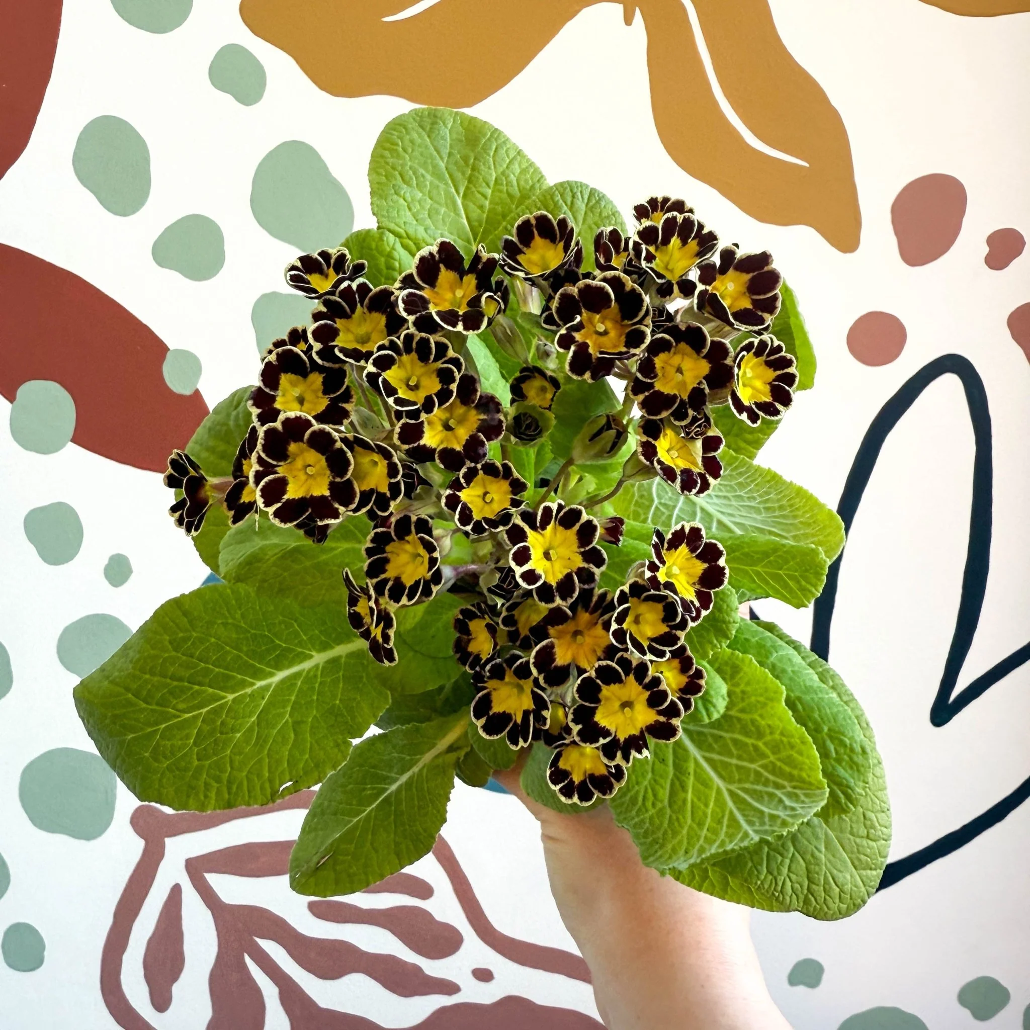 Primula × polyantha 'Gold Laced' - Gold-Laced Primrose