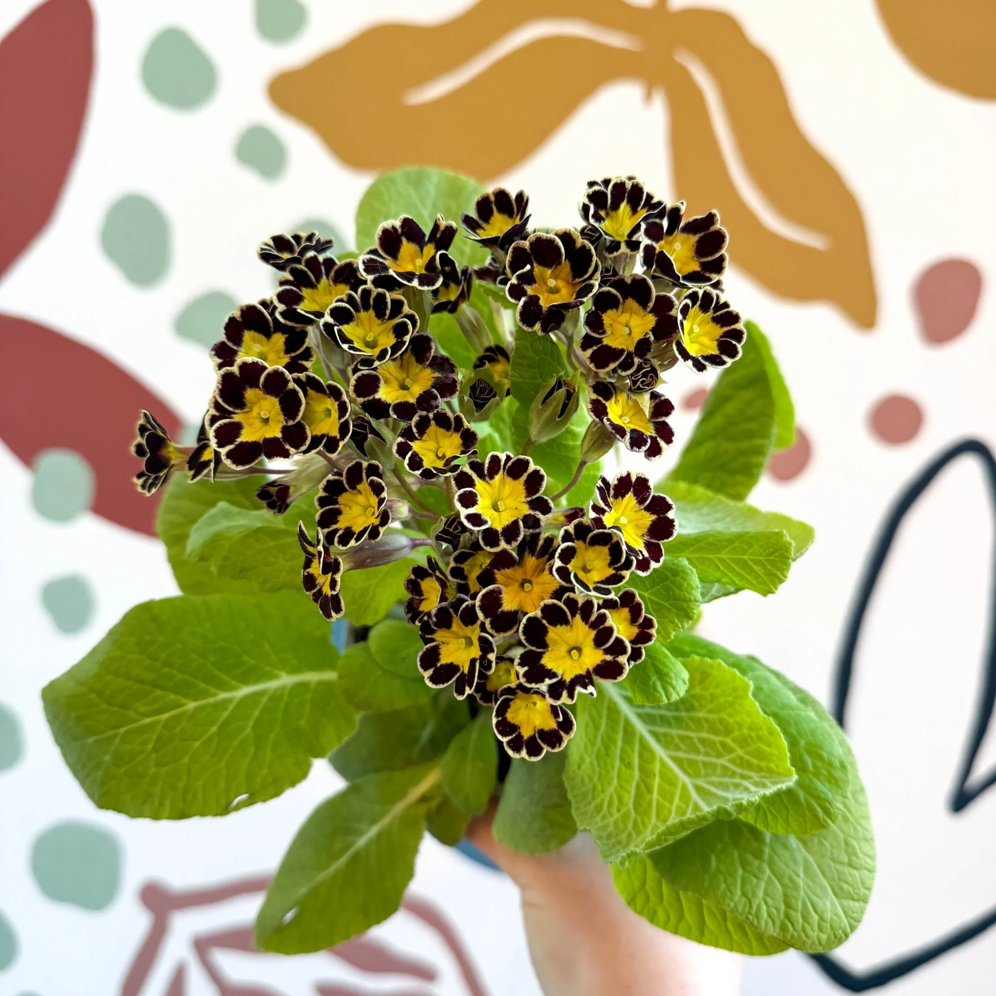 Primula × polyantha 'Gold Laced' - Gold-Laced Primrose - Image 10