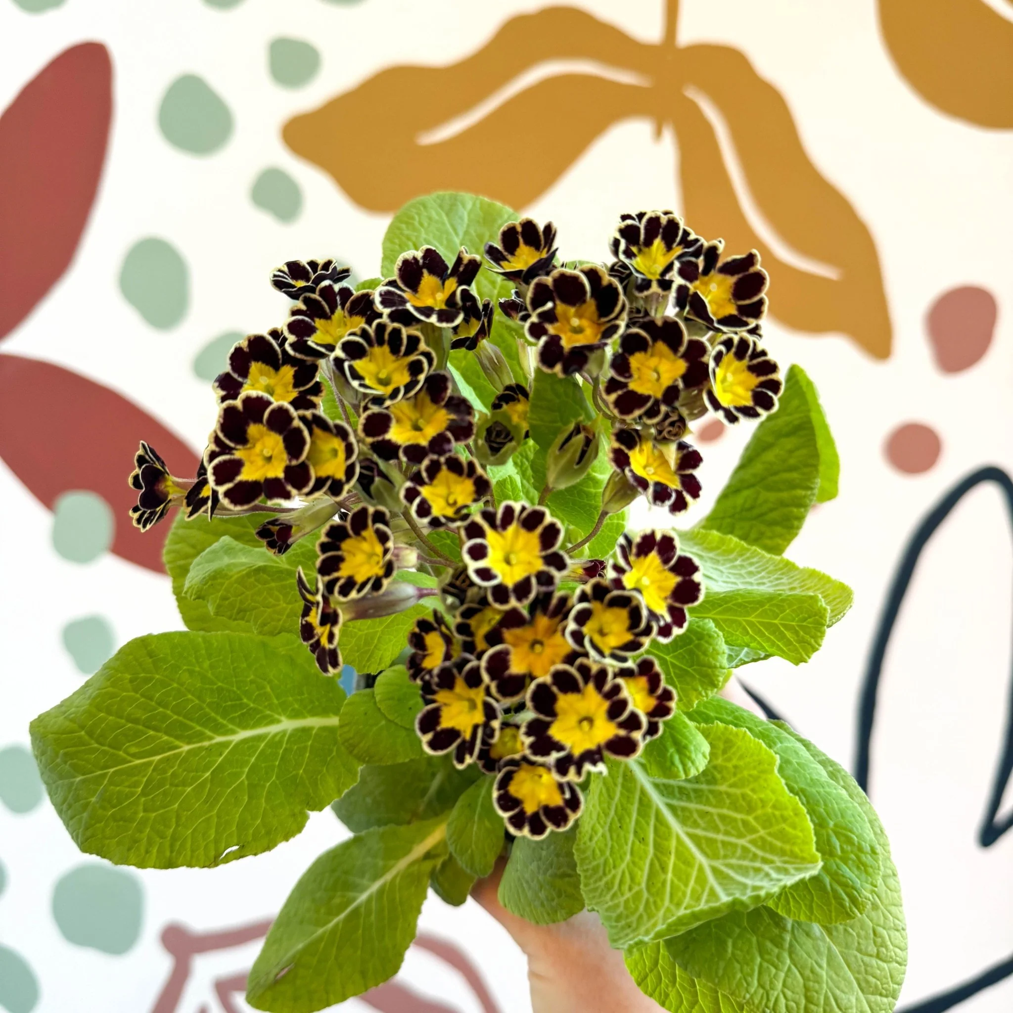 Primula × polyantha 'Gold Laced' - Gold-Laced Primrose - Image 11