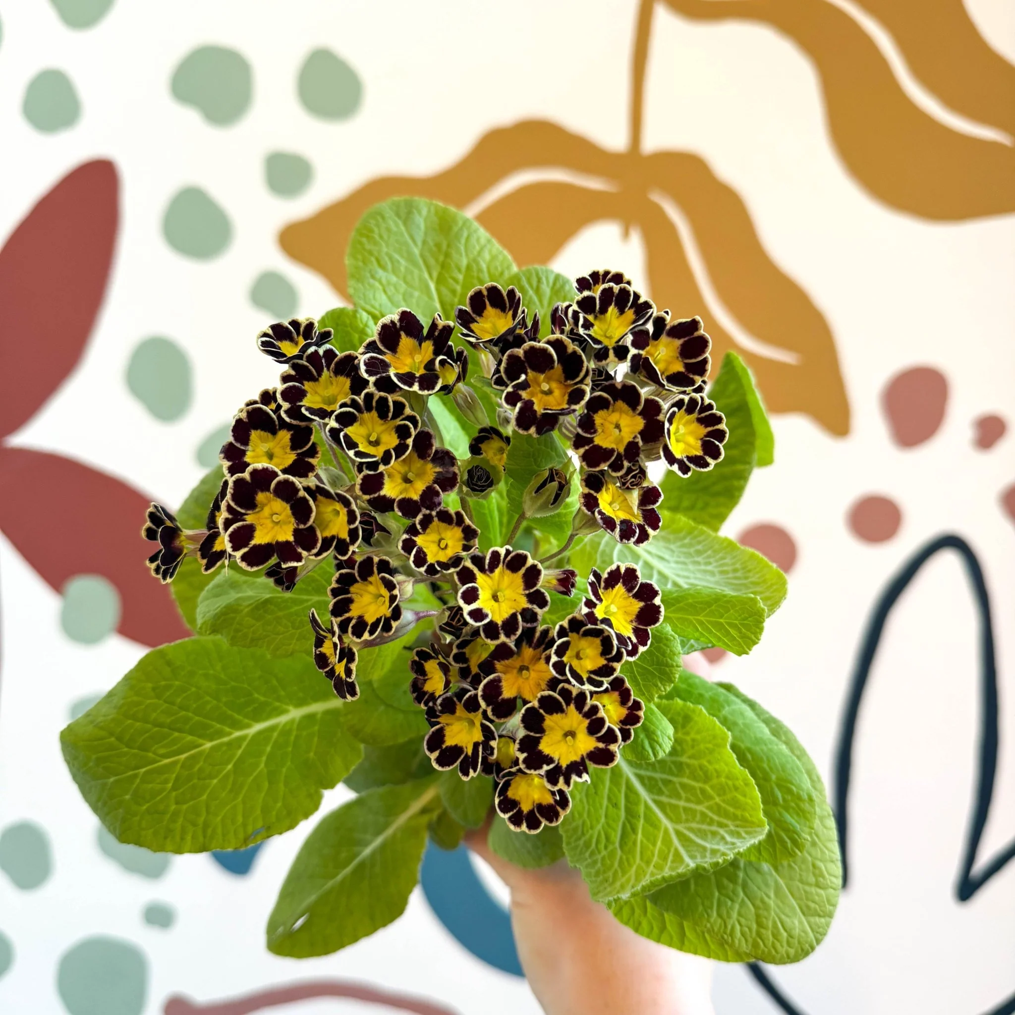 Primula × polyantha 'Gold Laced' - Gold-Laced Primrose - Image 12