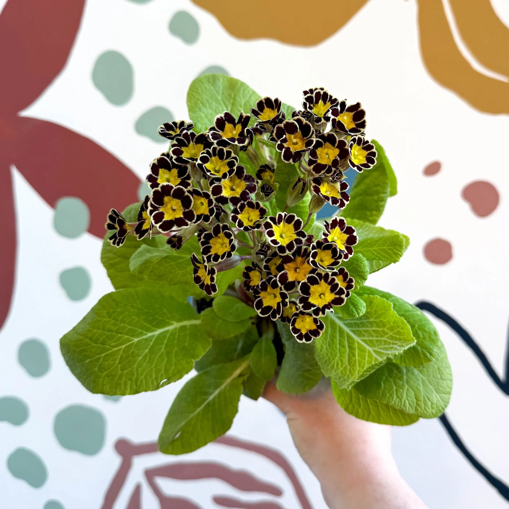 Primula × polyantha 'Gold Laced' - Gold-Laced Primrose - Image 2