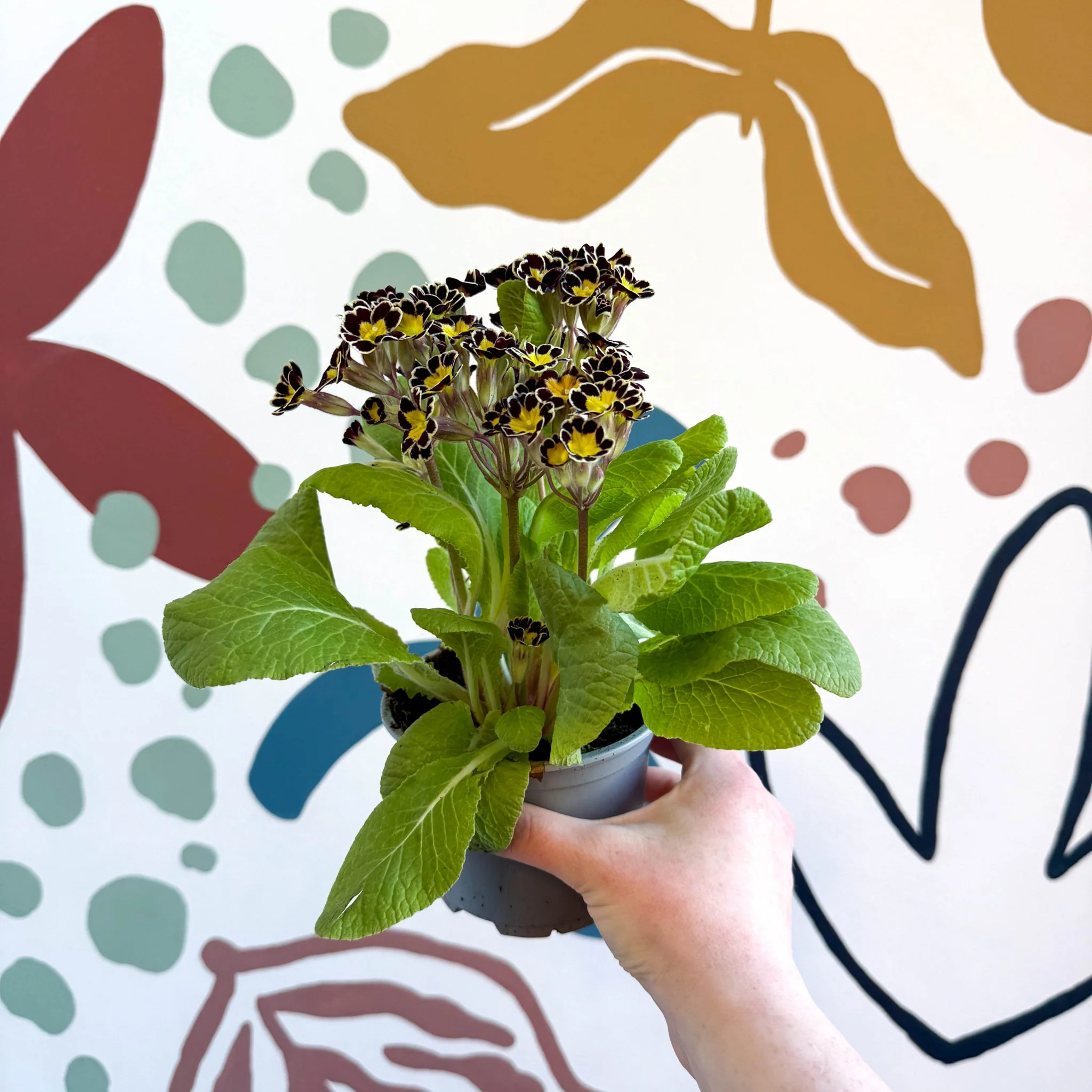 Primula × polyantha 'Gold Laced' - Gold-Laced Primrose - Image 3