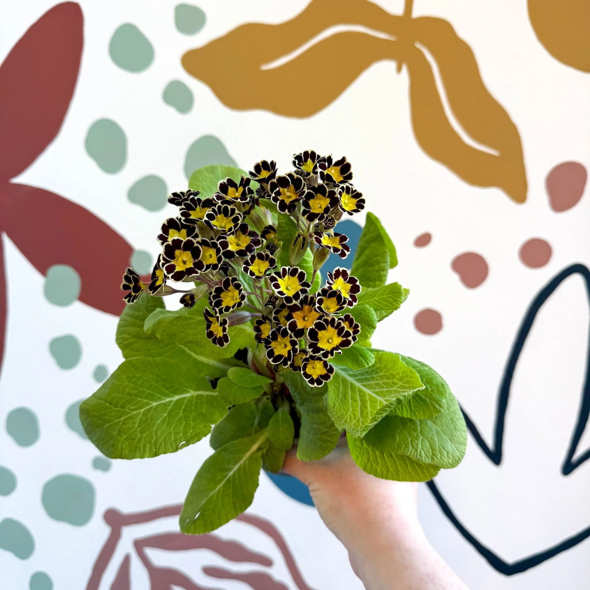 Primula × polyantha 'Gold Laced' - Gold-Laced Primrose - Image 4