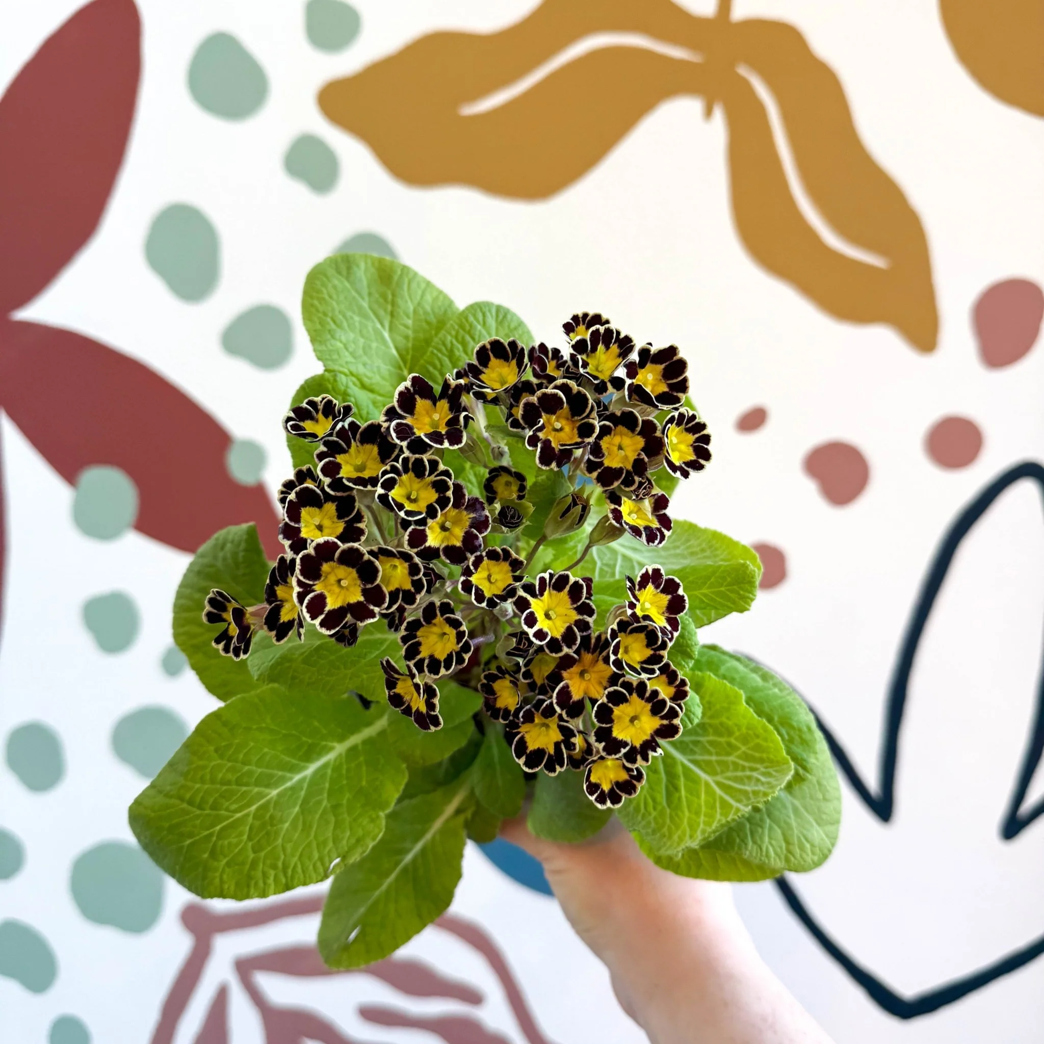 Primula × polyantha 'Gold Laced' - Gold-Laced Primrose - Image 5