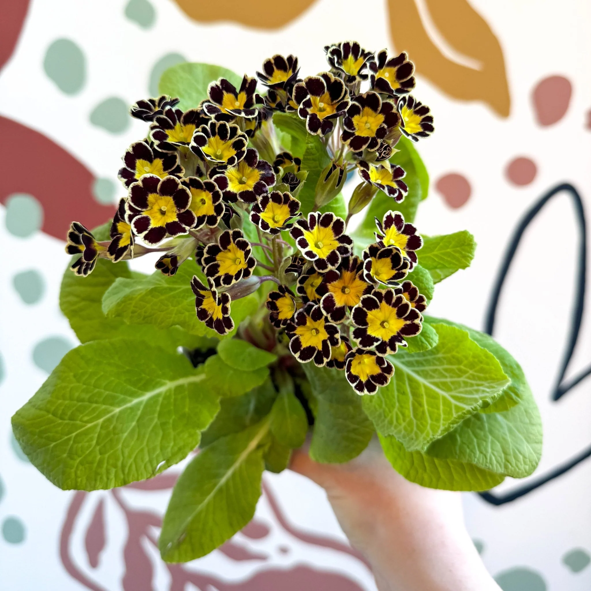 Primula × polyantha 'Gold Laced' - Gold-Laced Primrose - Image 6