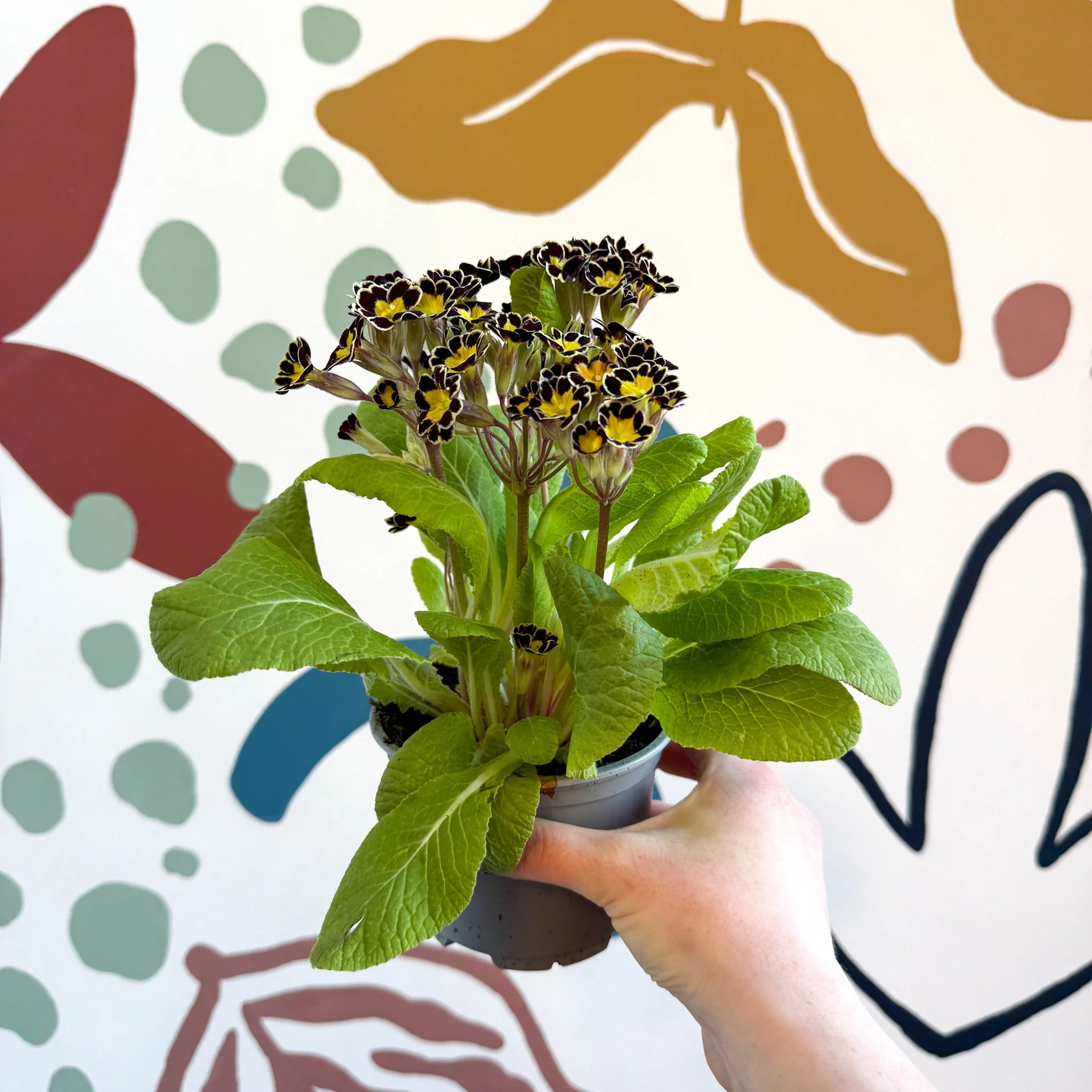 Primula × polyantha 'Gold Laced' - Gold-Laced Primrose - Image 7