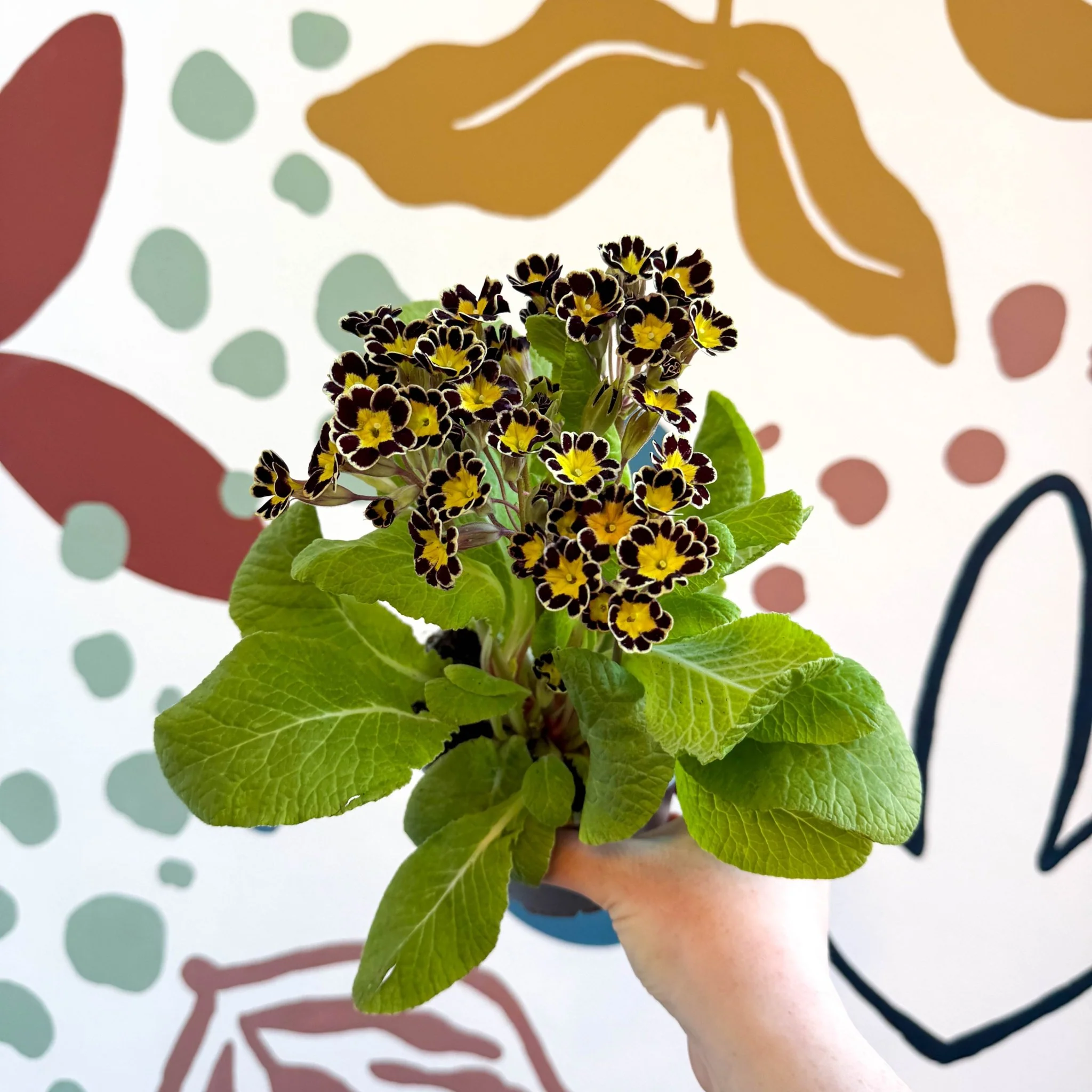 Primula × polyantha 'Gold Laced' - Gold-Laced Primrose - Image 8