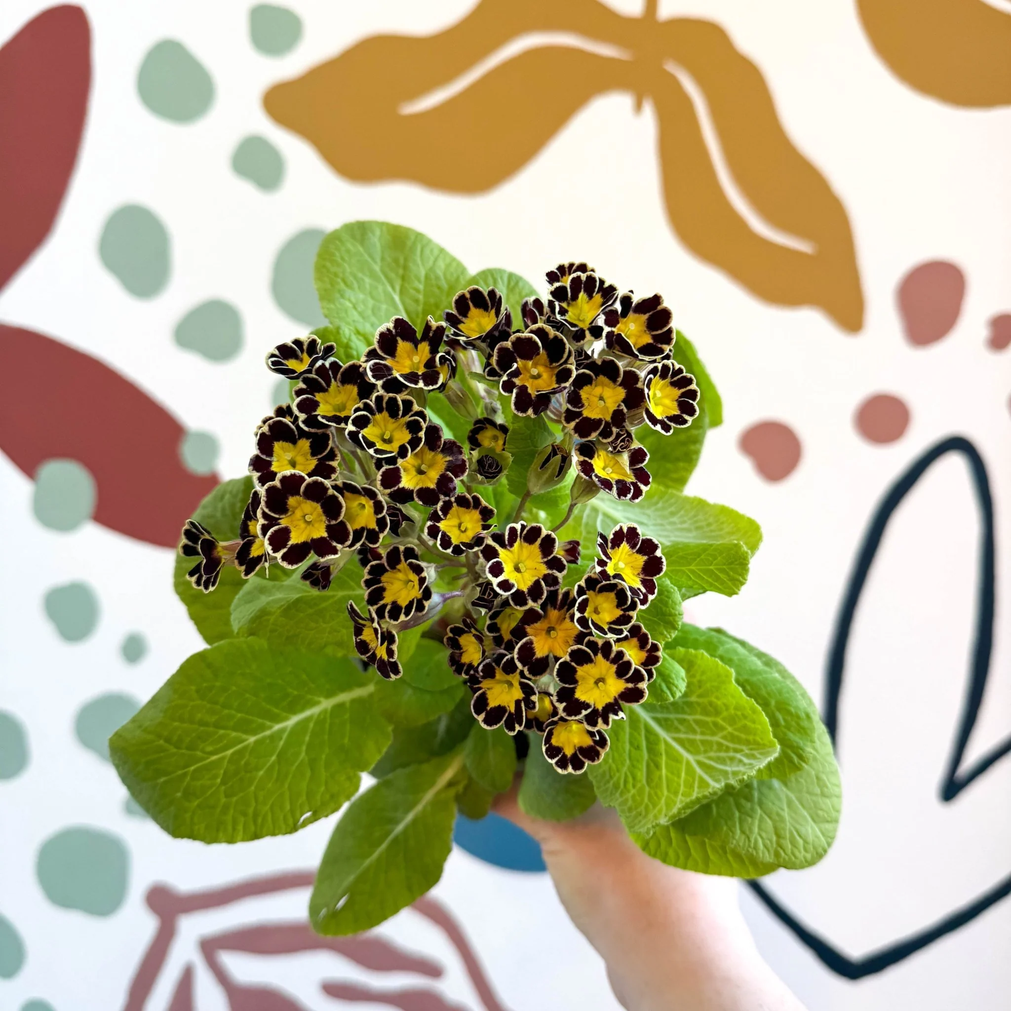 Primula × polyantha 'Gold Laced' - Gold-Laced Primrose - Image 9