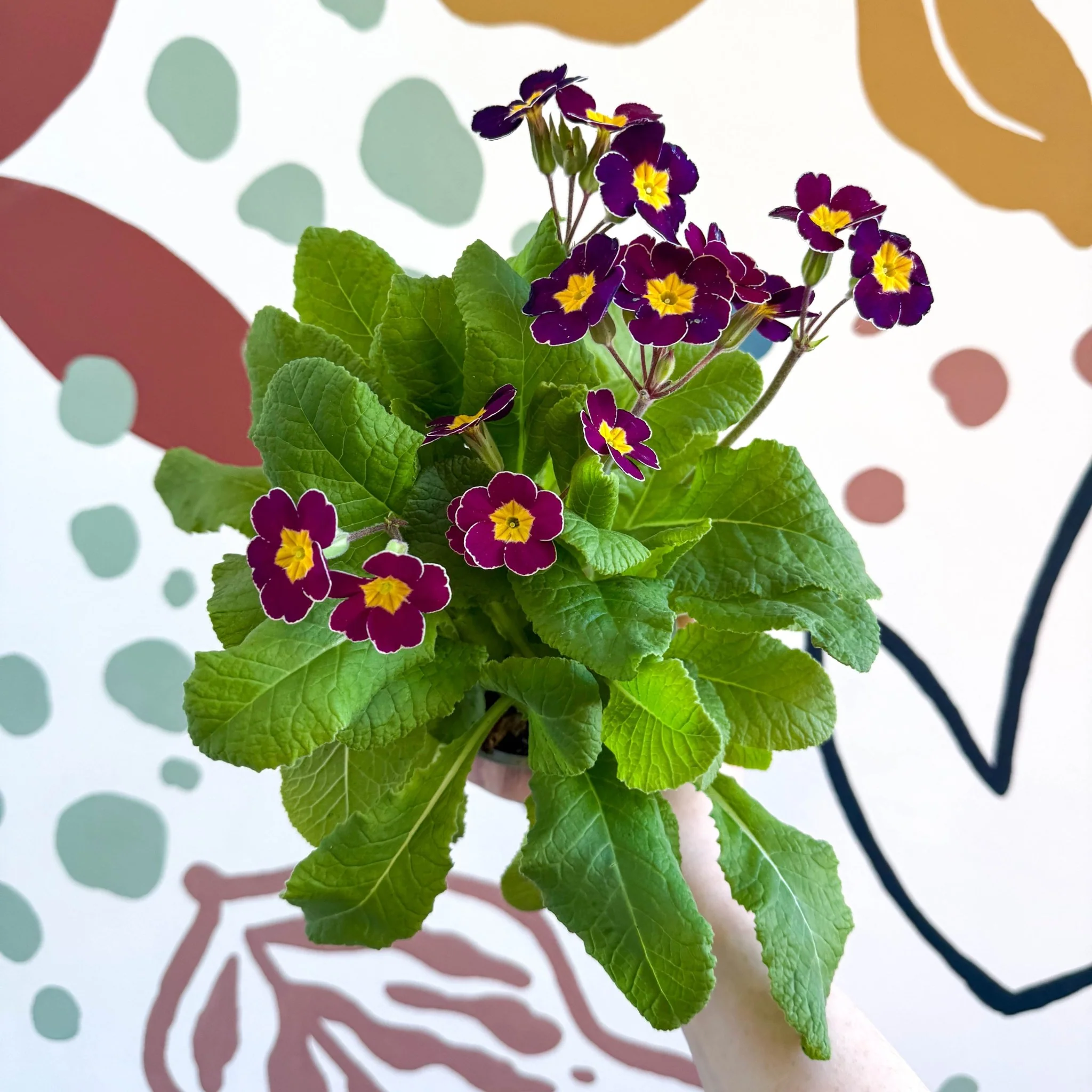 Primula × polyantha - Magenta-Laced Primrose