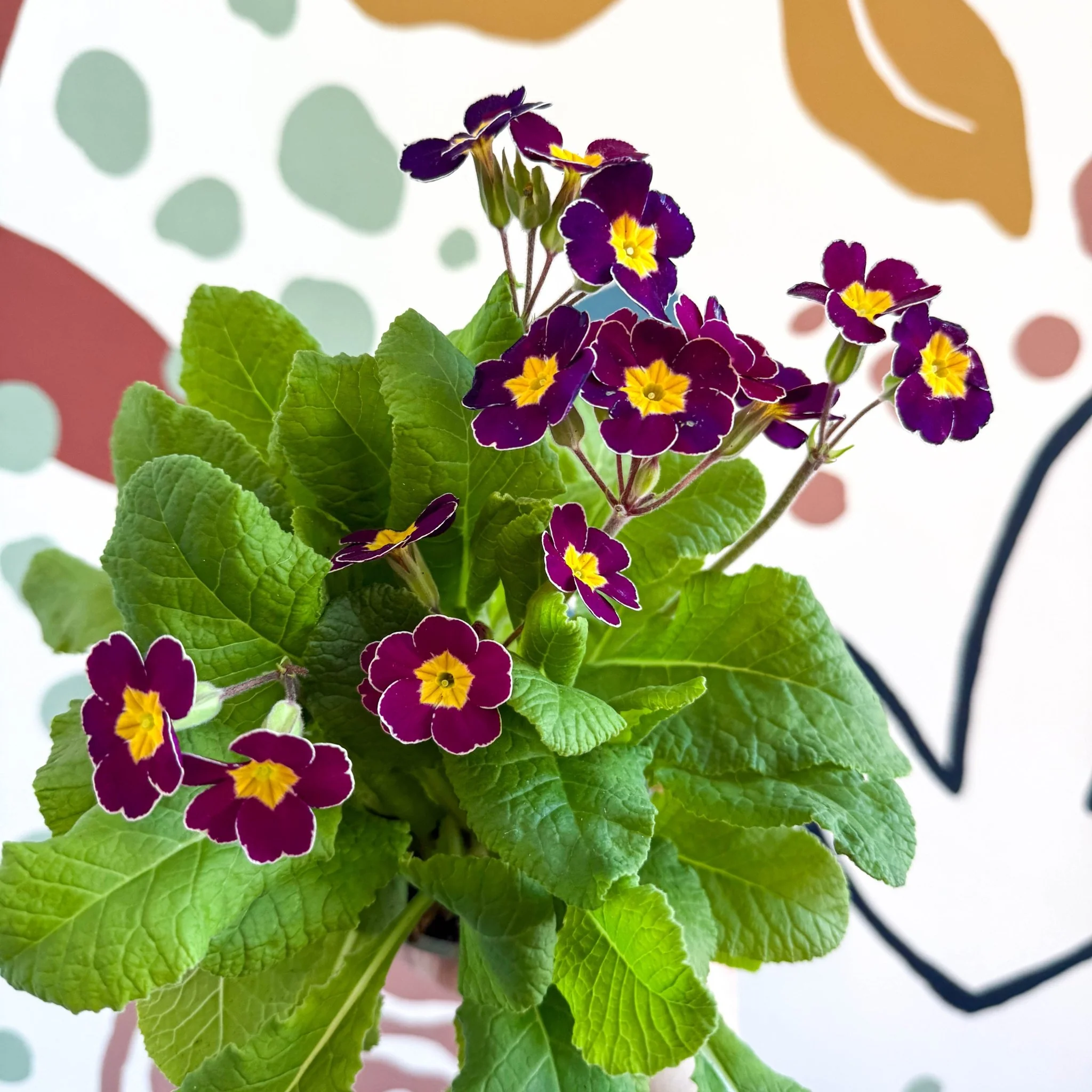 Primula × polyantha - Magenta-Laced Primrose - Image 2