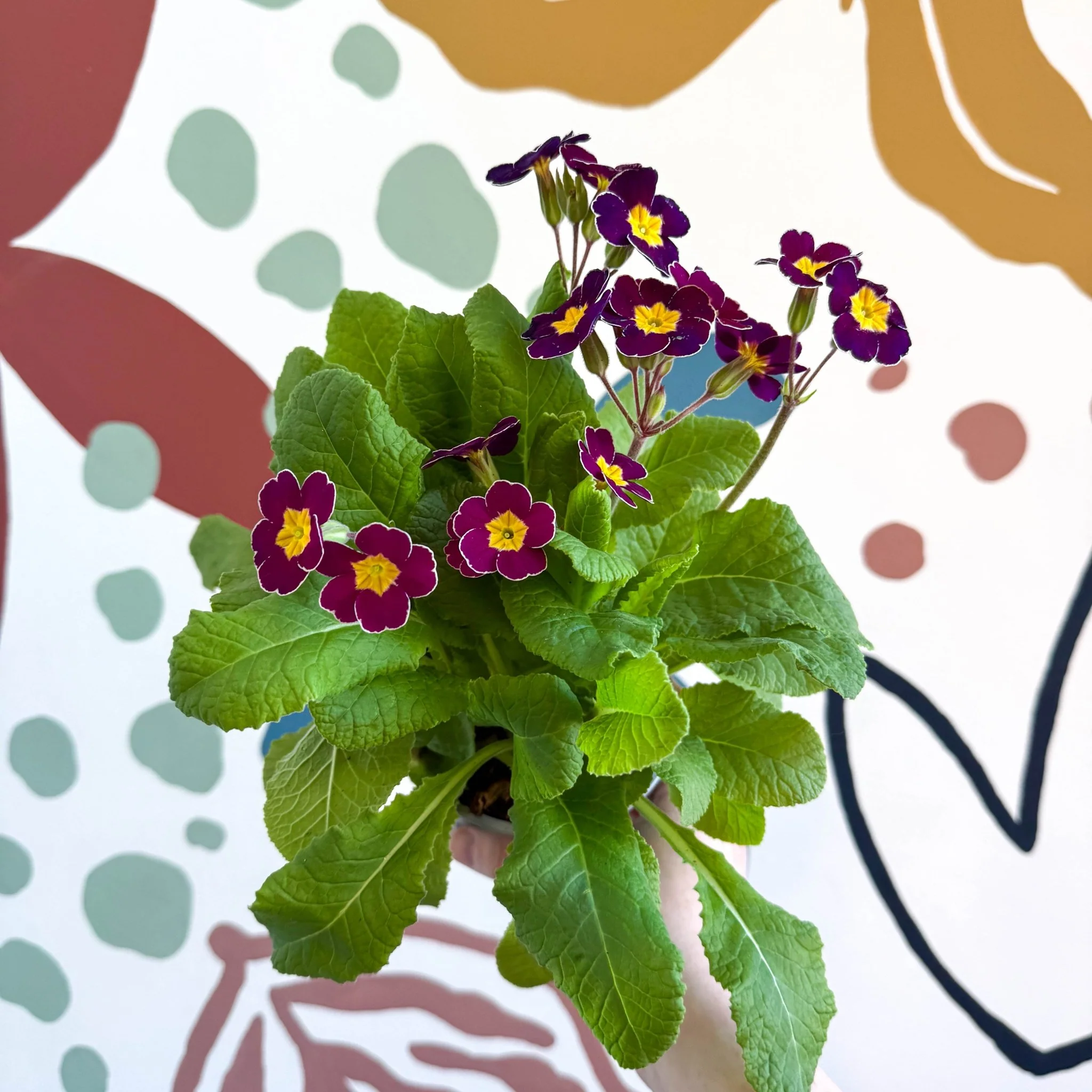 Primula × polyantha - Magenta-Laced Primrose - Image 3