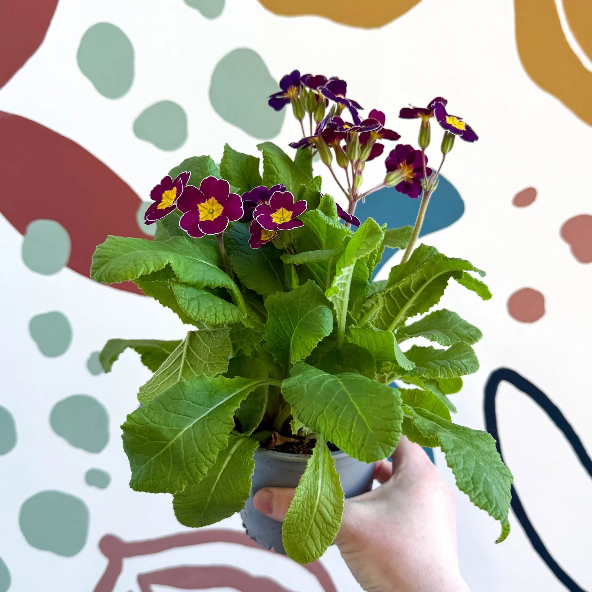 Primula × polyantha - Magenta-Laced Primrose - Image 4