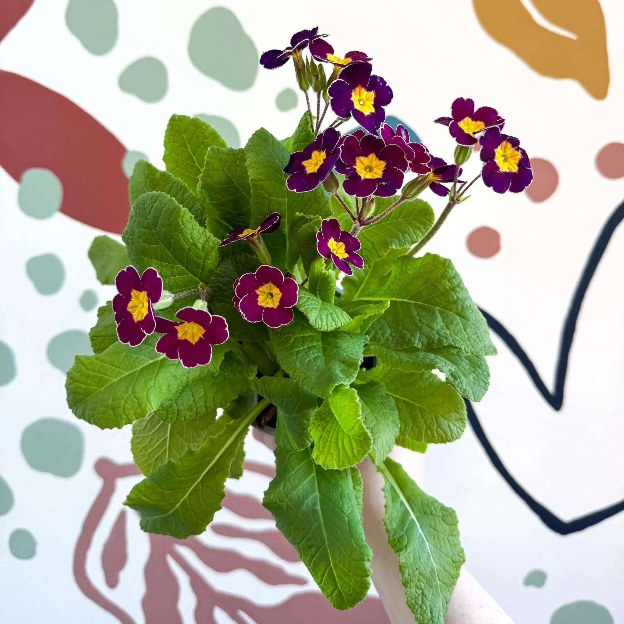 Primula × polyantha - Magenta-Laced Primrose - Image 5