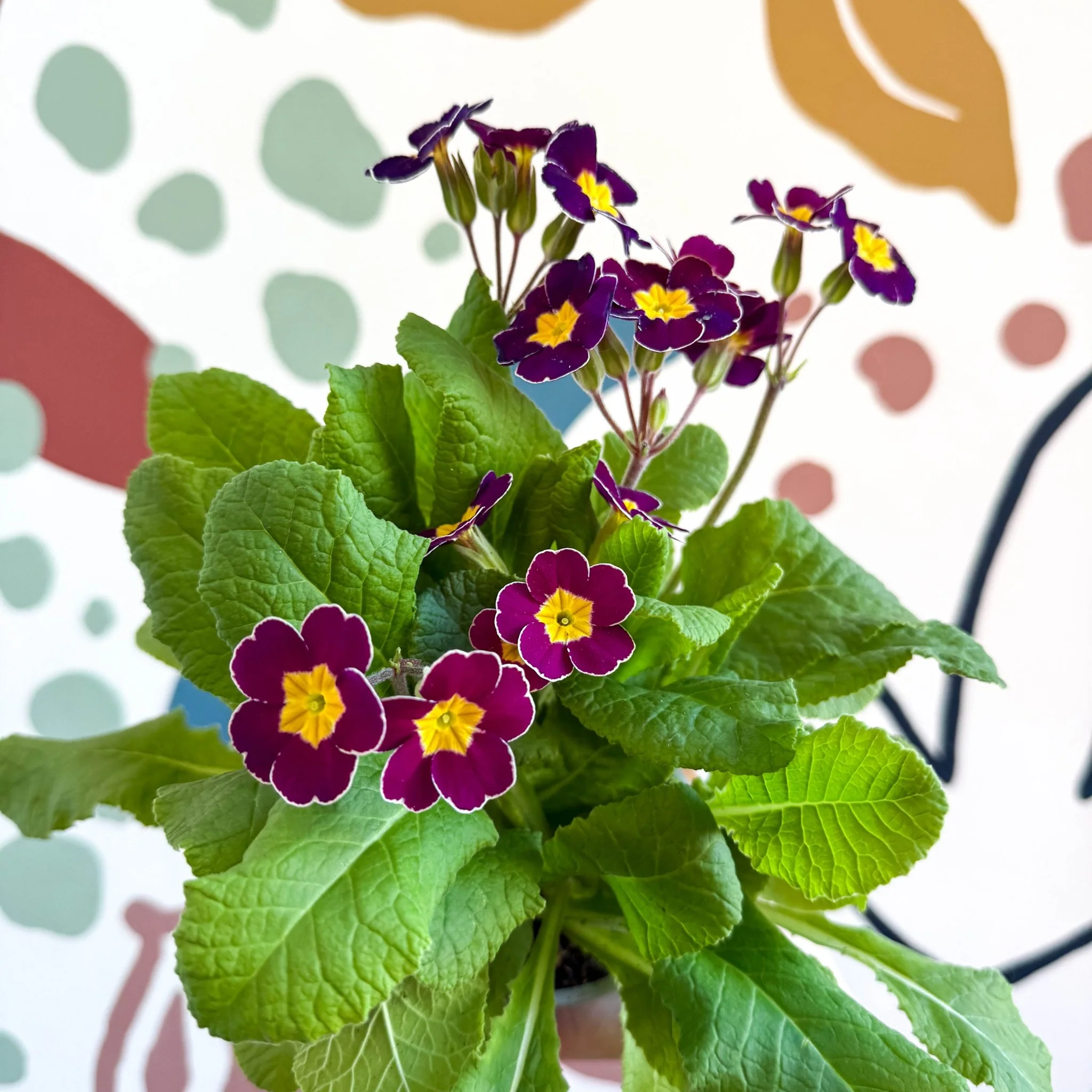 Primula × polyantha - Magenta-Laced Primrose - Image 6