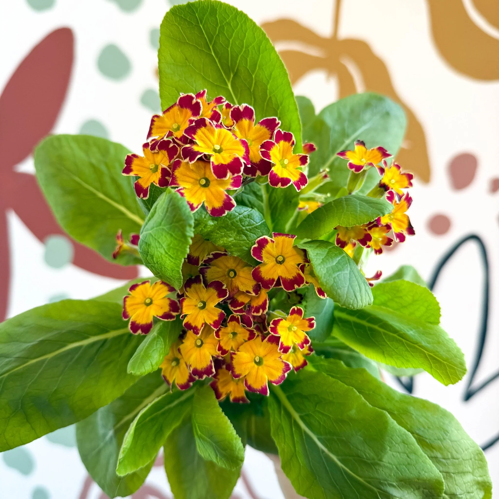 Primula × polyantha 'Red Laced' - Red-Laced Primrose - Image 9