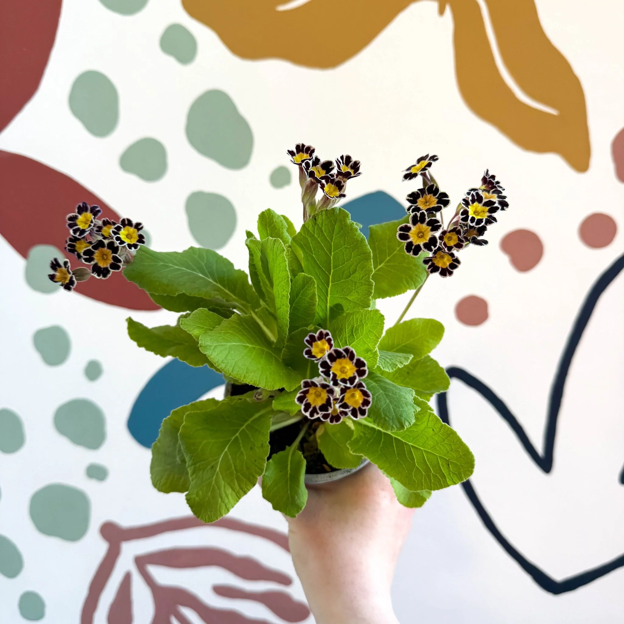 Primula × polyantha 'Silver Laced' - Silver-Laced Primrose - Image 6