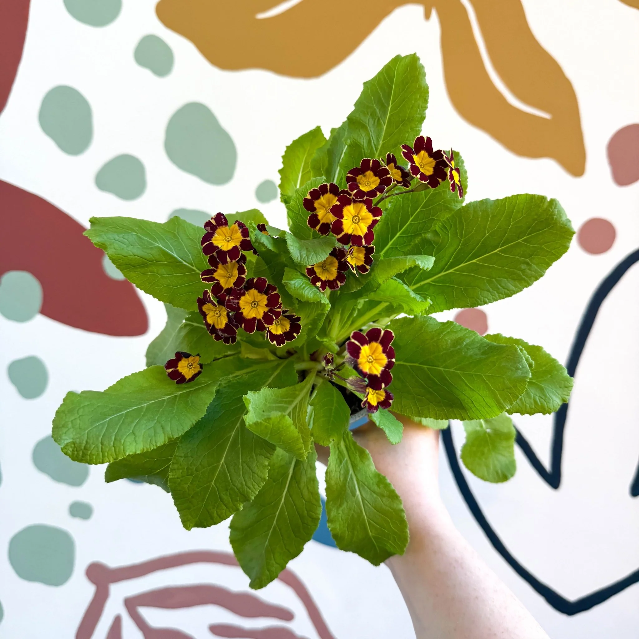 Primula × polyantha 'Victoriana Gold Lace' - Red & Gold-Laced Primrose
