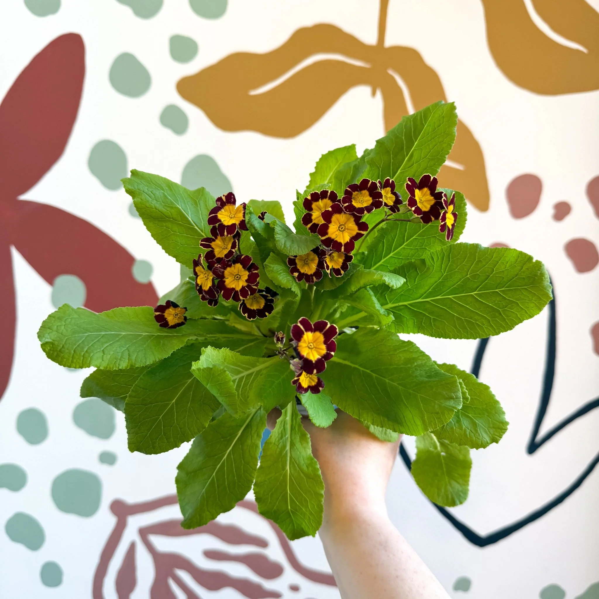 Primula × polyantha 'Victoriana Gold Lace' - Red & Gold-Laced Primrose - Image 11