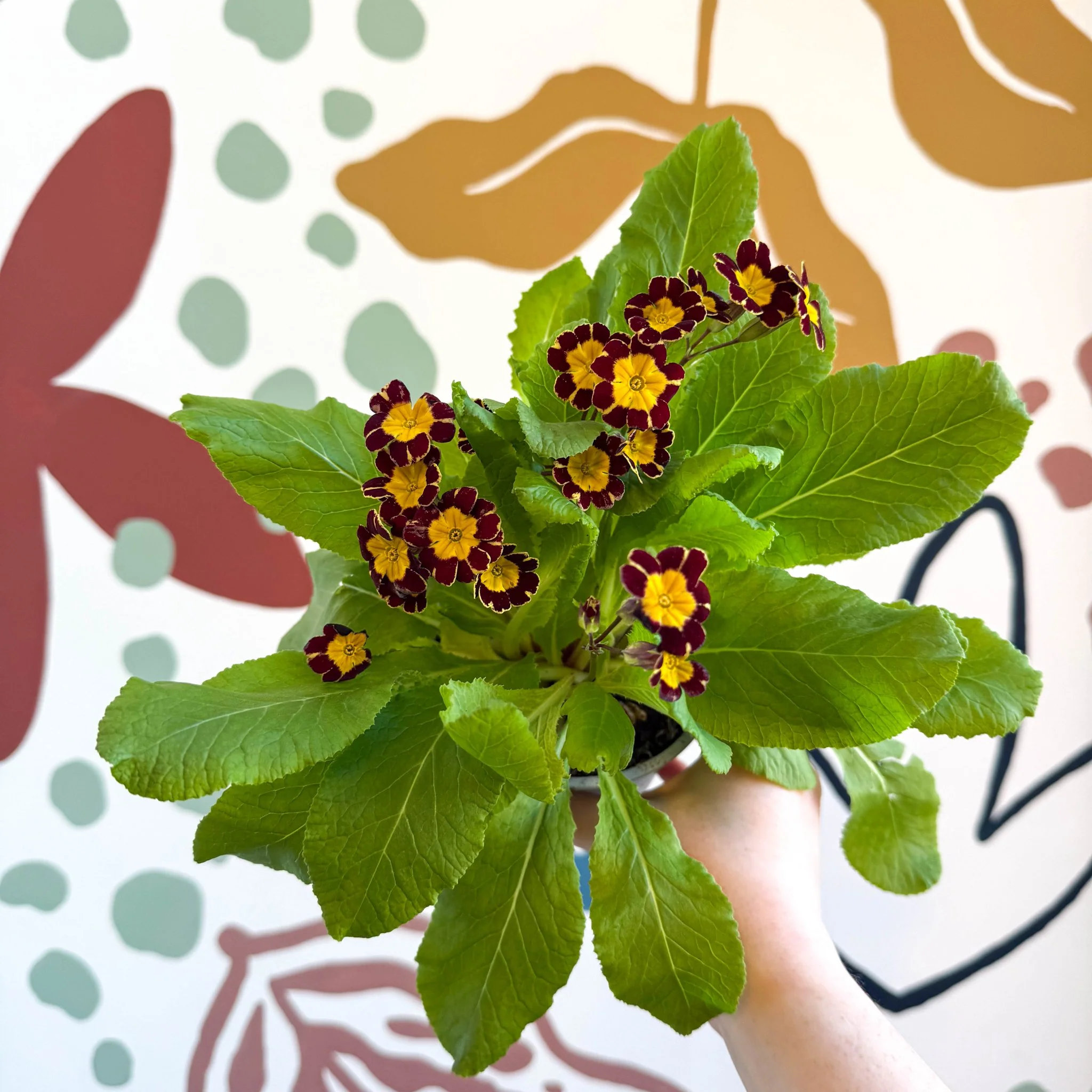 Primula × polyantha 'Victoriana Gold Lace' - Red & Gold-Laced Primrose - Image 12