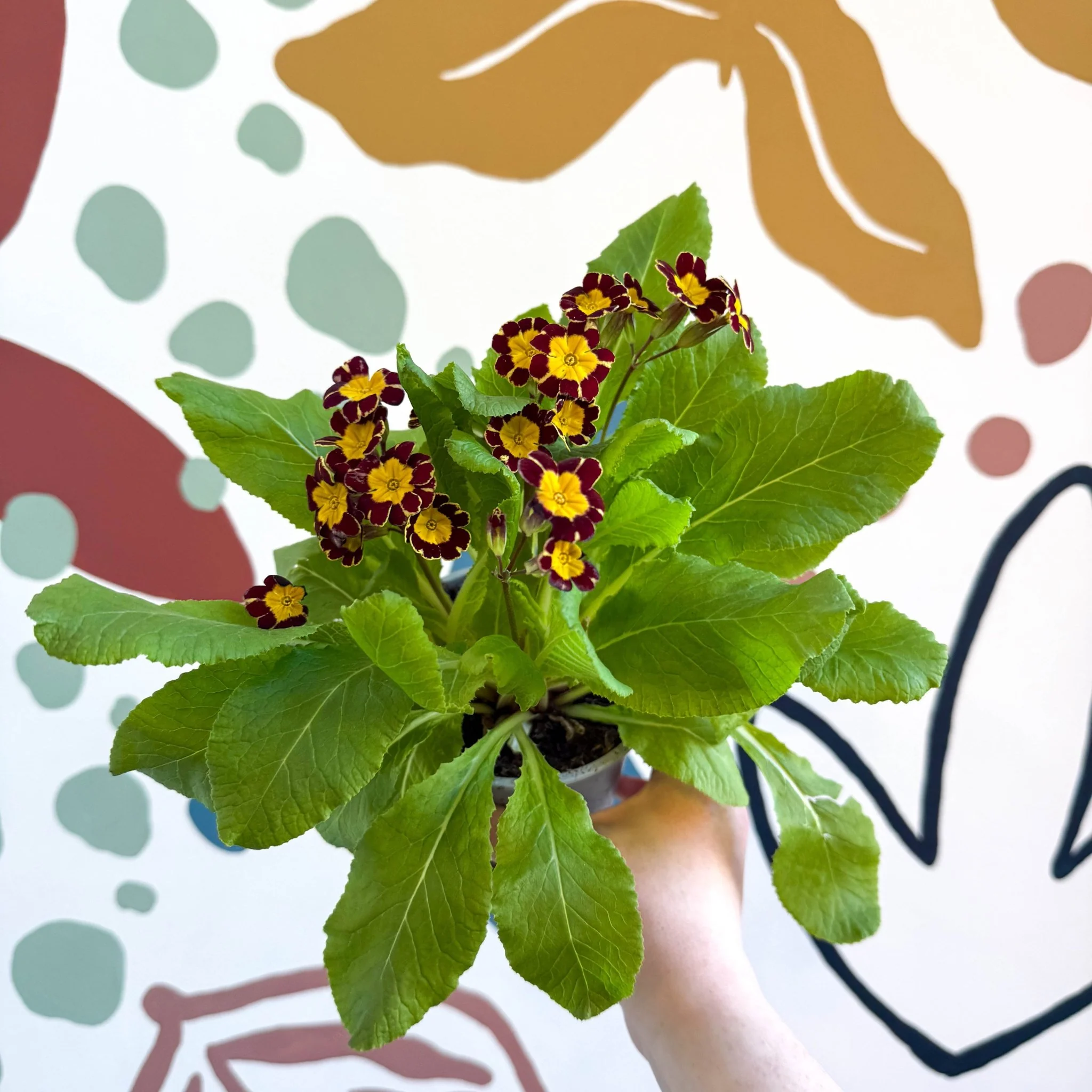 Primula × polyantha 'Victoriana Gold Lace' - Red & Gold-Laced Primrose - Image 2
