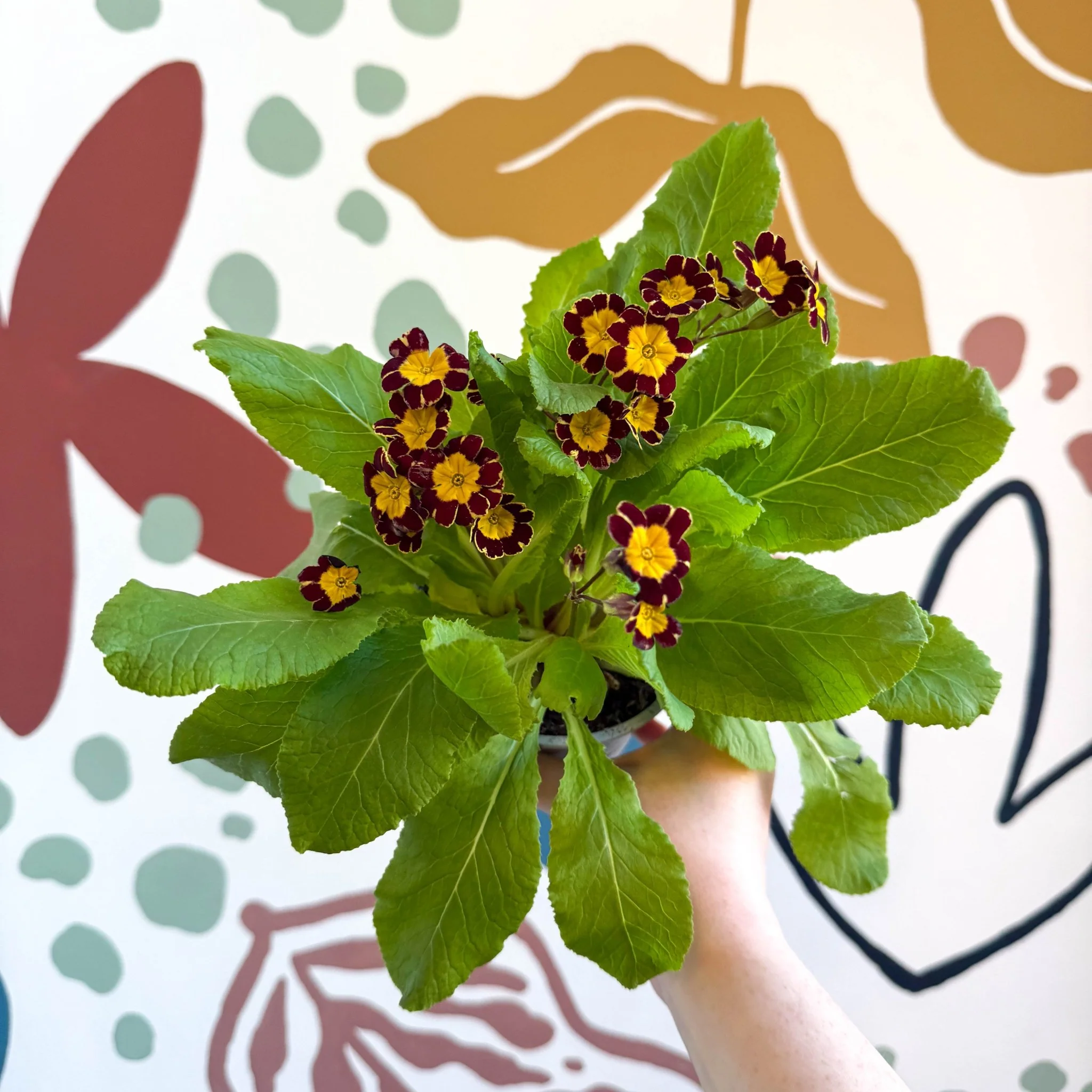 Primula × polyantha 'Victoriana Gold Lace' - Red & Gold-Laced Primrose - Image 4