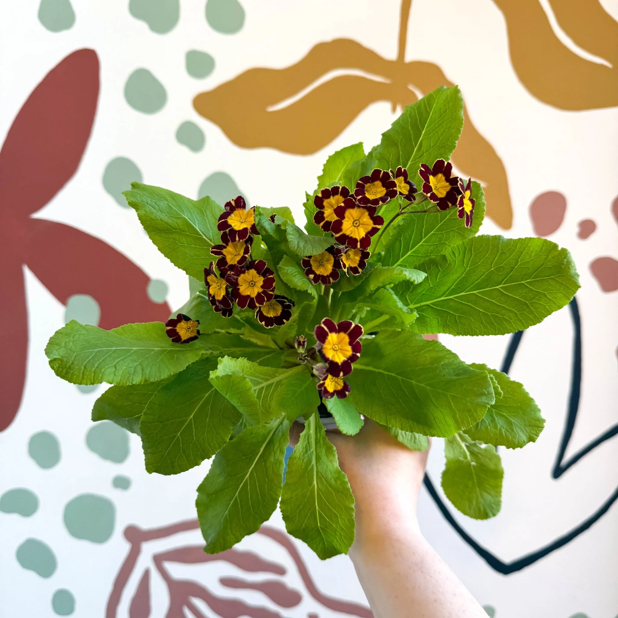 Primula × polyantha 'Victoriana Gold Lace' - Red & Gold-Laced Primrose - Image 6