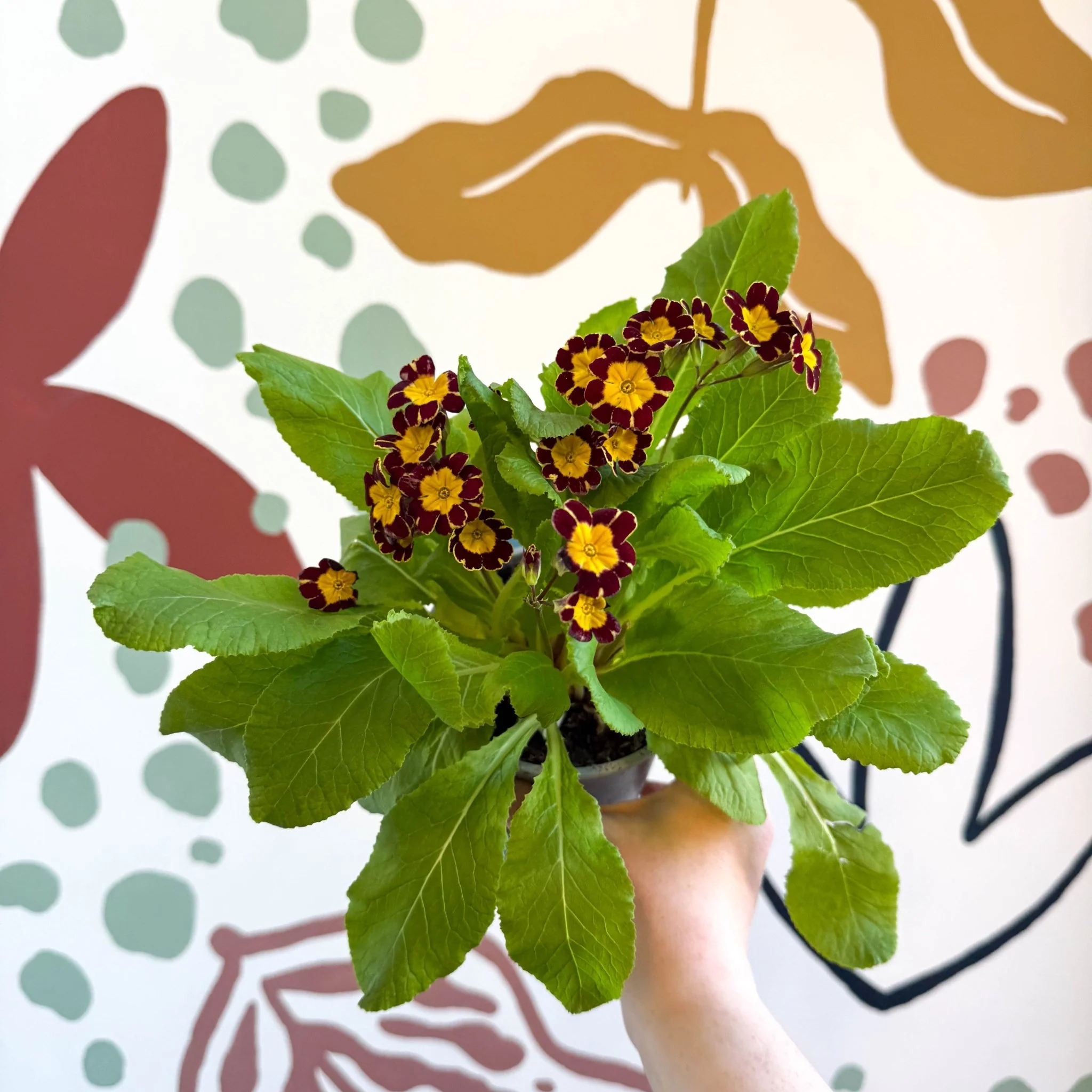 Primula × polyantha 'Victoriana Gold Lace' - Red & Gold-Laced Primrose - Image 7