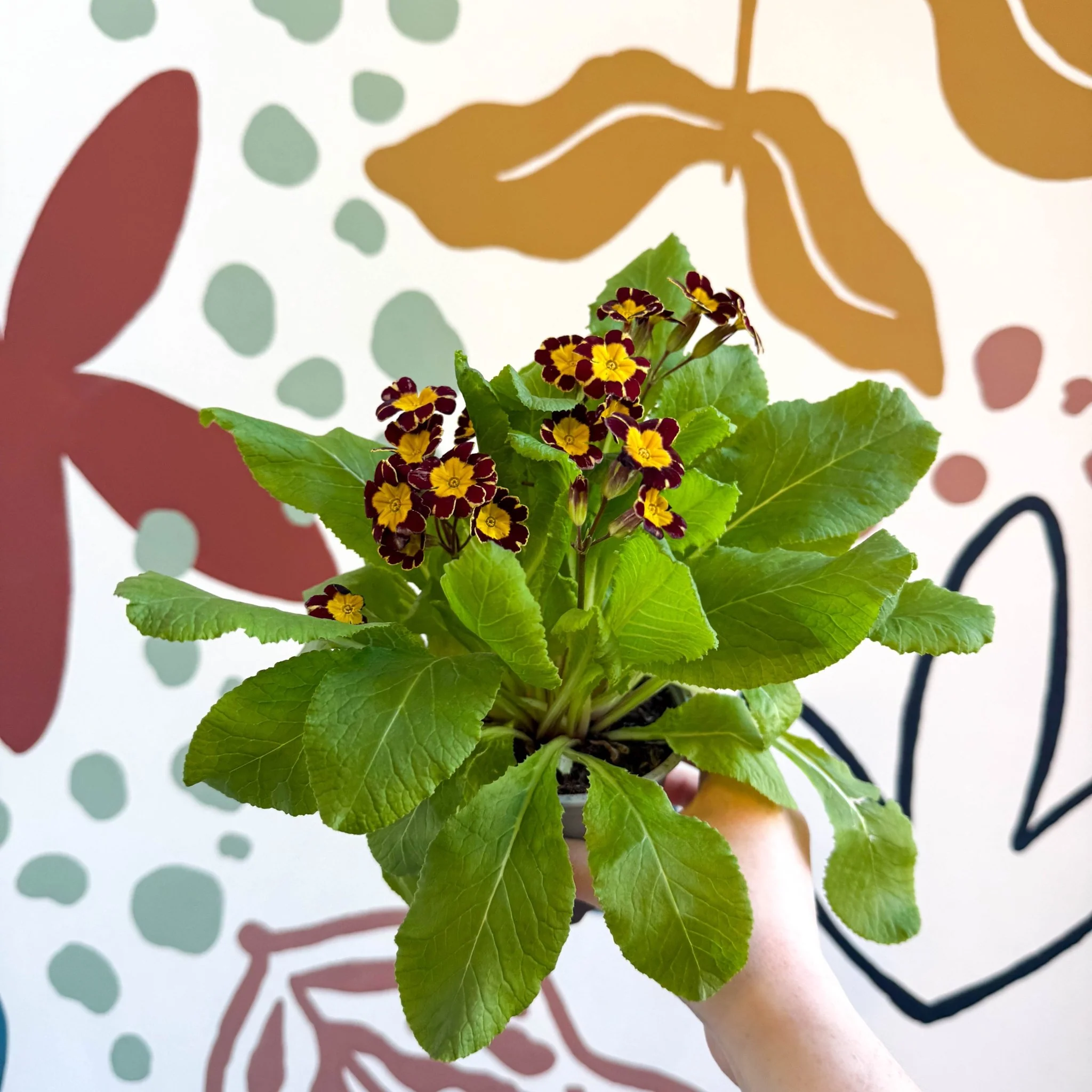 Primula × polyantha 'Victoriana Gold Lace' - Red & Gold-Laced Primrose - Image 8