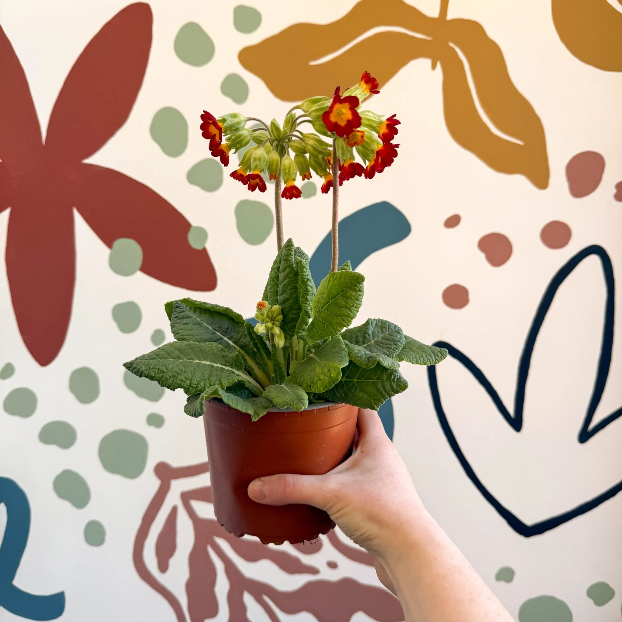 Primula veris - Red Cowslip - British Grown