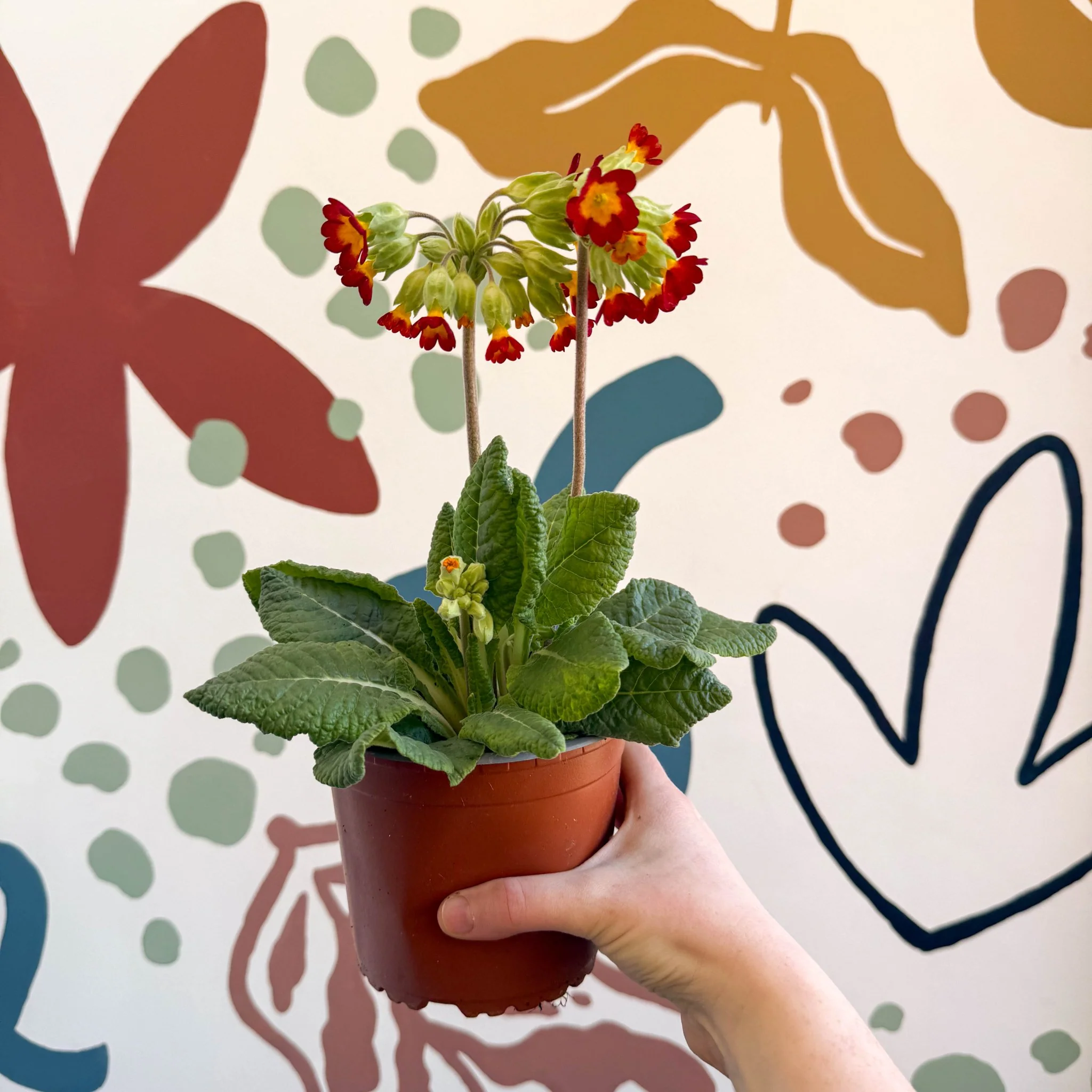 Primula veris - Red Cowslip - British Grown - Image 2