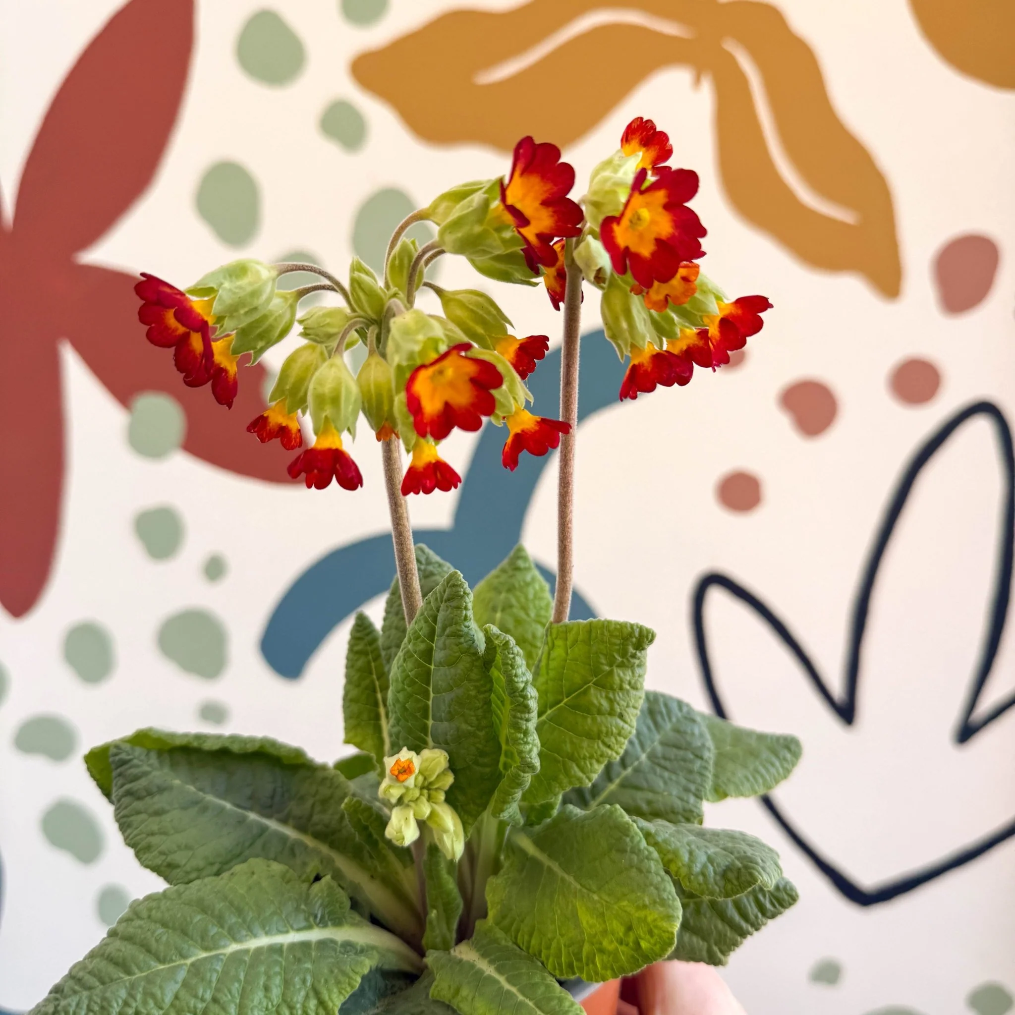 Primula veris - Red Cowslip - British Grown - Image 3