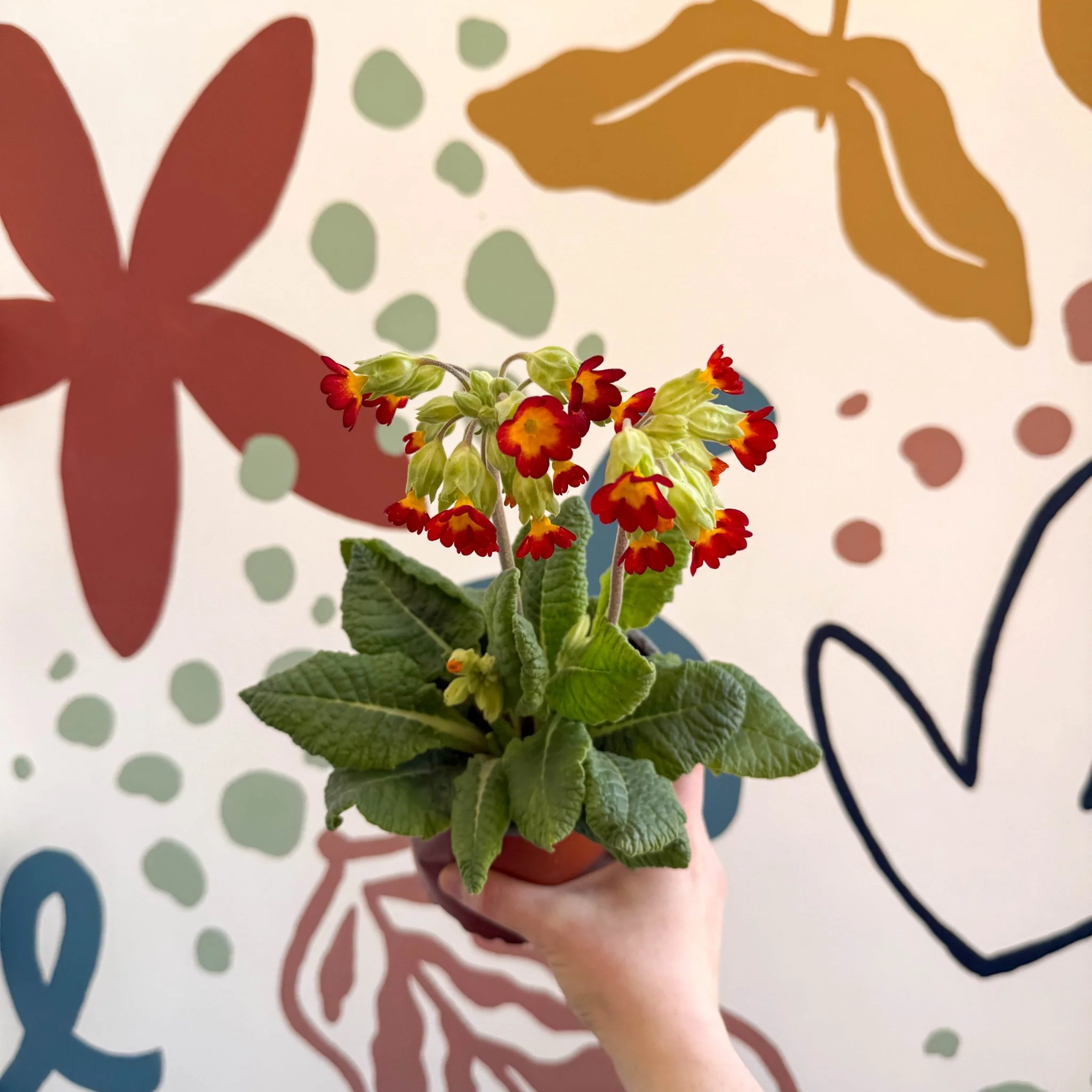 Primula veris - Red Cowslip - British Grown - Image 4