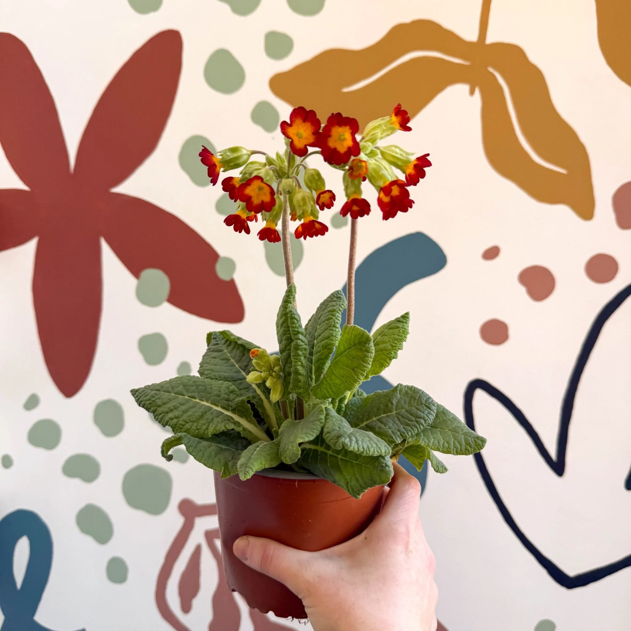 Primula veris - Red Cowslip - British Grown - Image 6