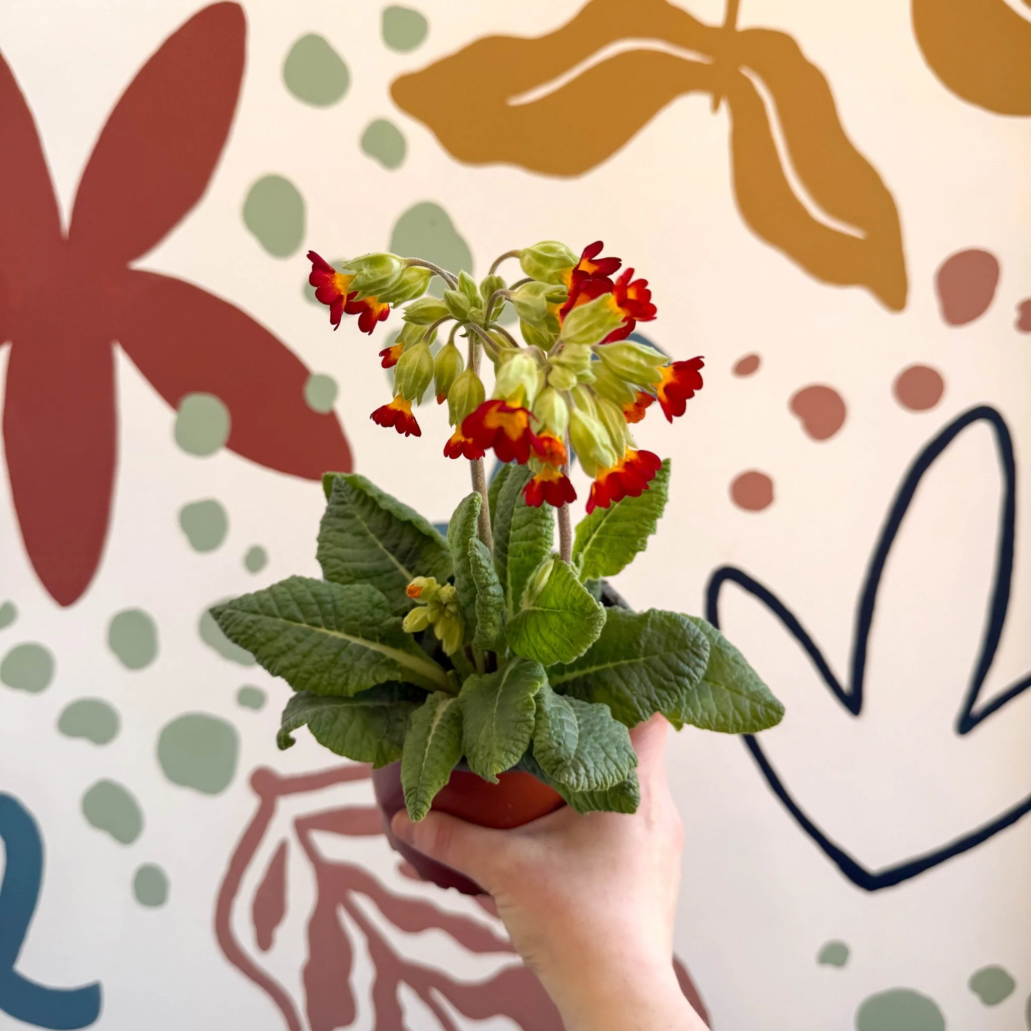 Primula veris - Red Cowslip - British Grown - Image 7