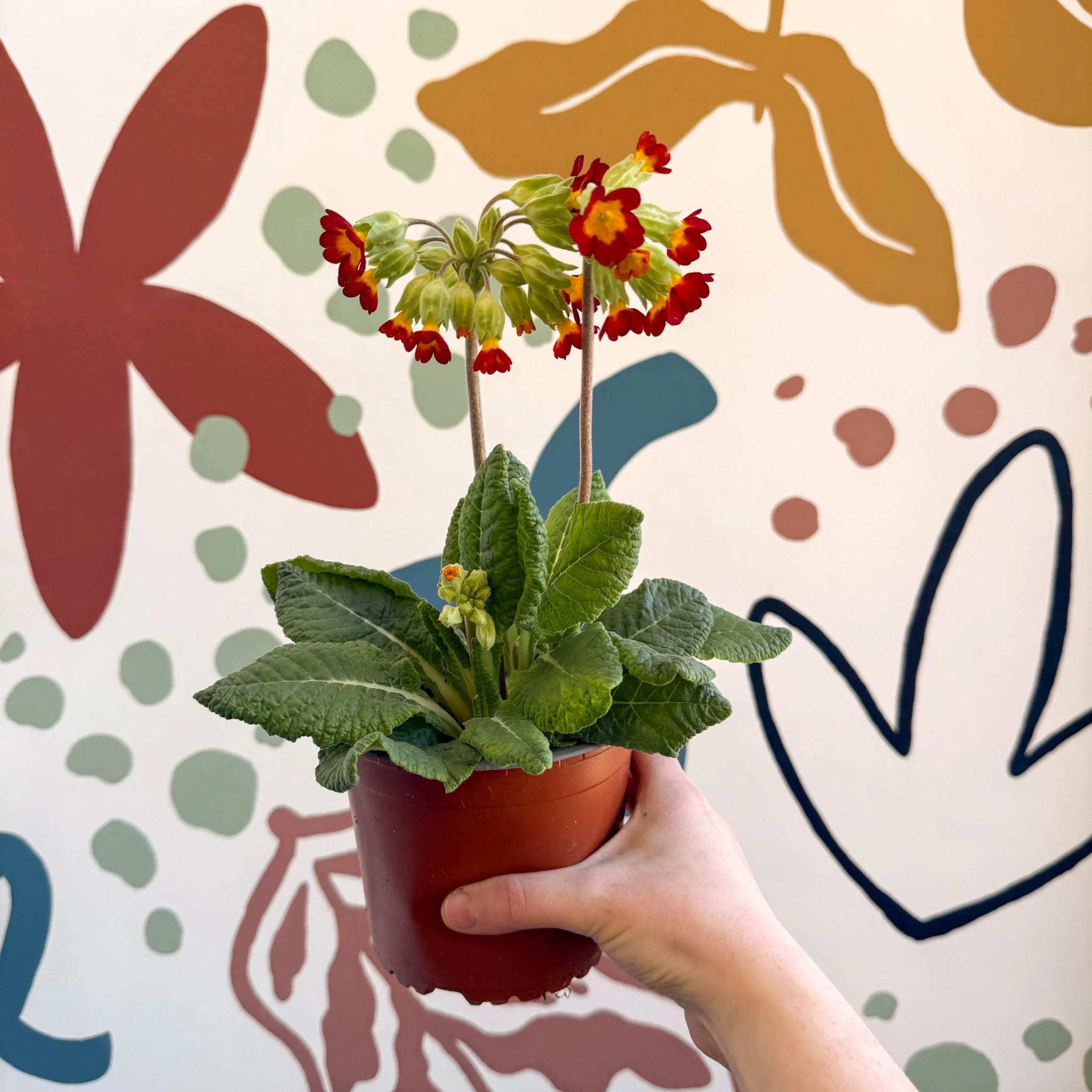 Primula veris - Red Cowslip - British Grown - Image 8