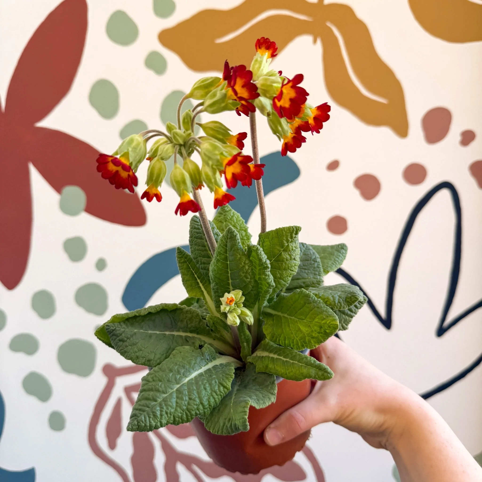 Primula veris - Red Cowslip - British Grown - Image 9