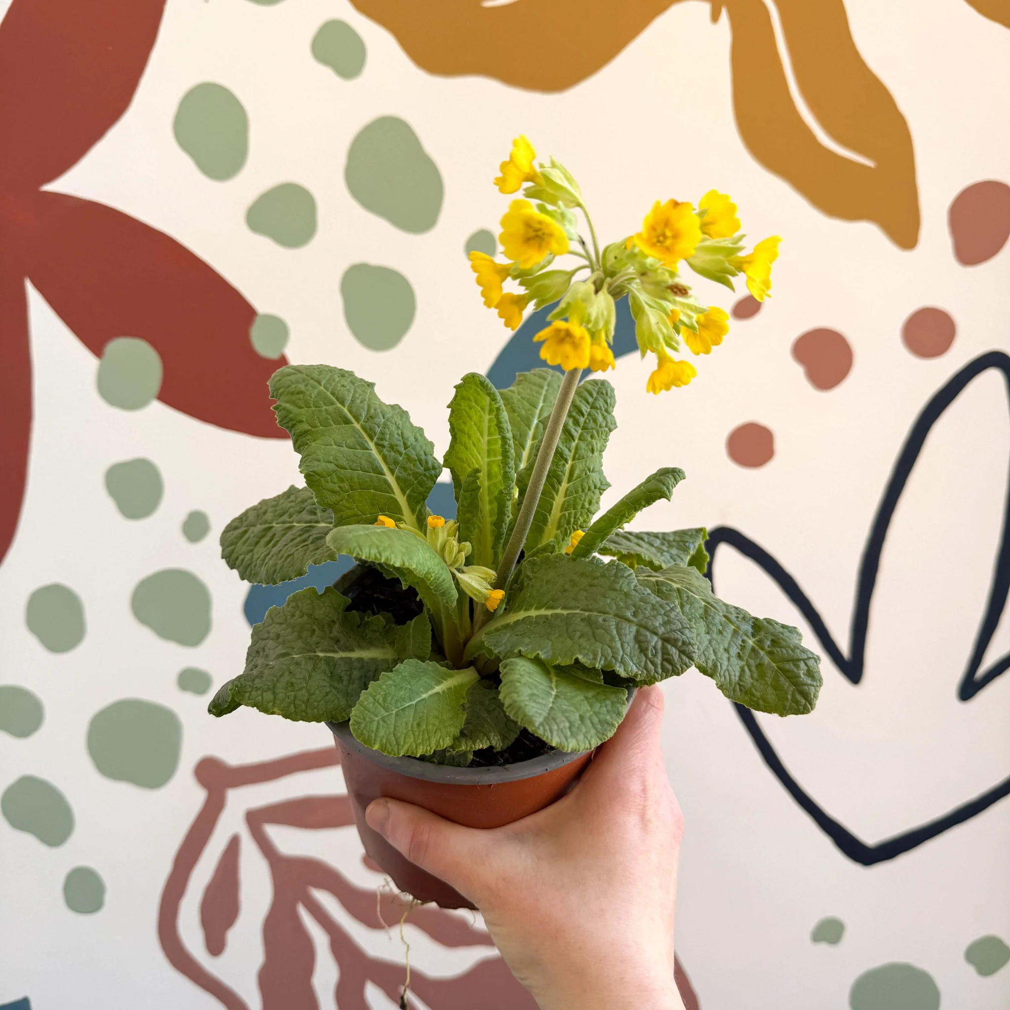 Primula veris - Yellow Cowslip - British Grown