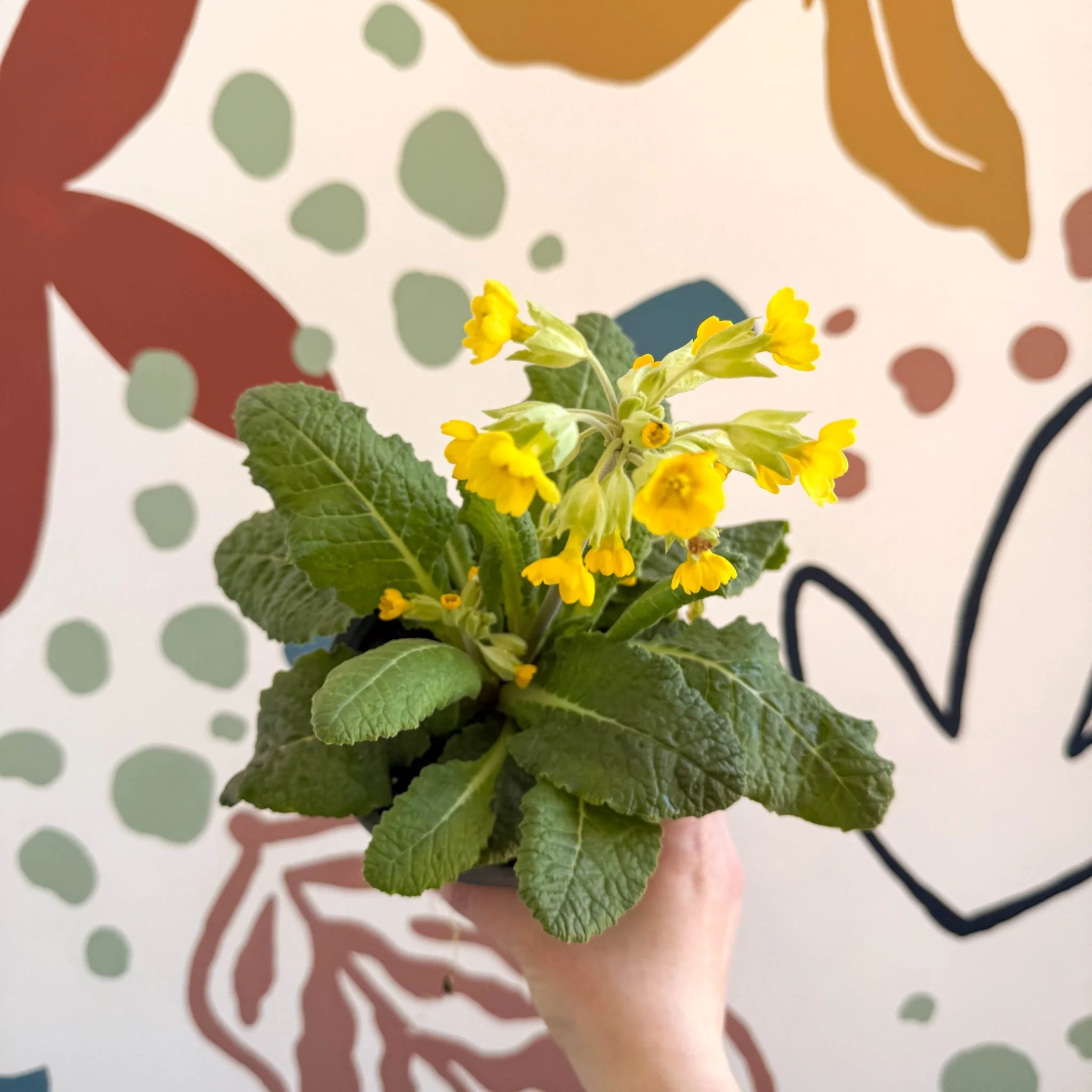 Primula veris - Yellow Cowslip - British Grown - Image 2