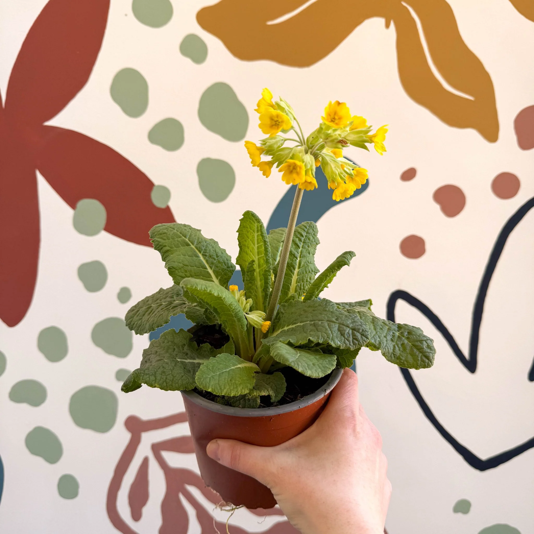 Primula veris - Yellow Cowslip - British Grown - Image 3