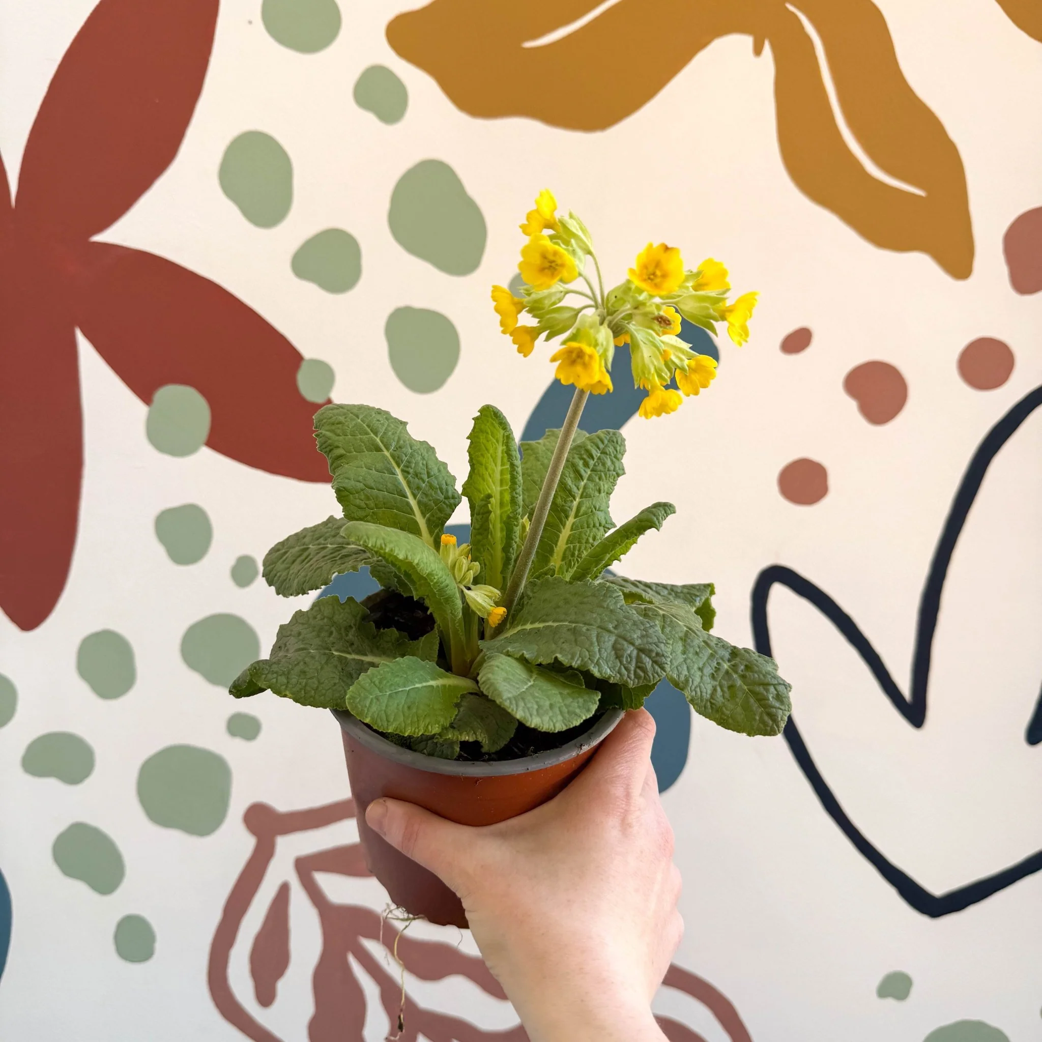 Primula veris - Yellow Cowslip - British Grown - Image 4