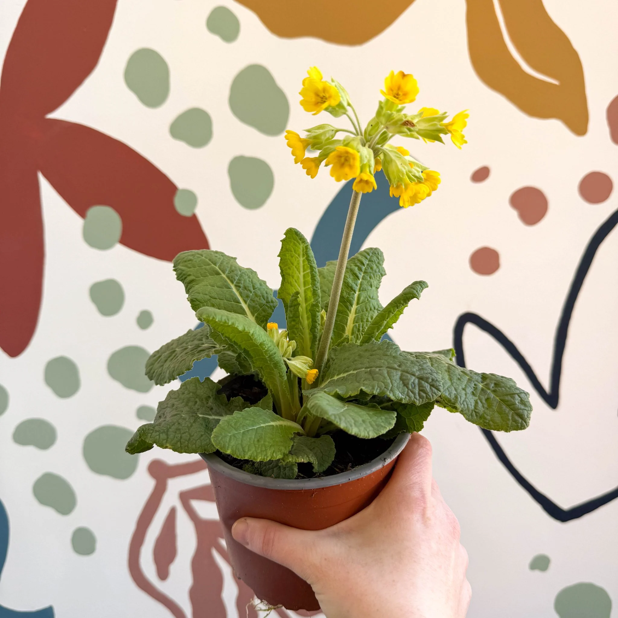 Primula veris - Yellow Cowslip - British Grown - Image 5